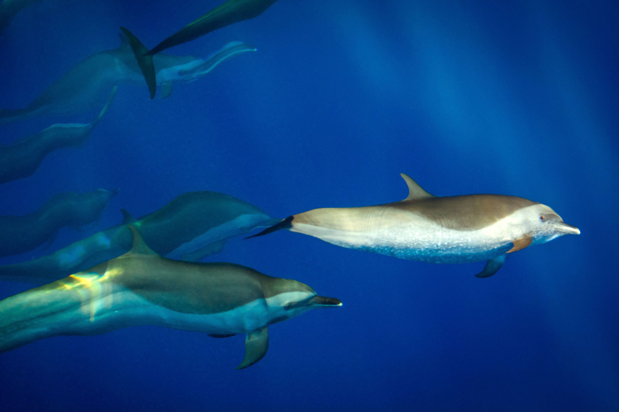 Дельфины под водой