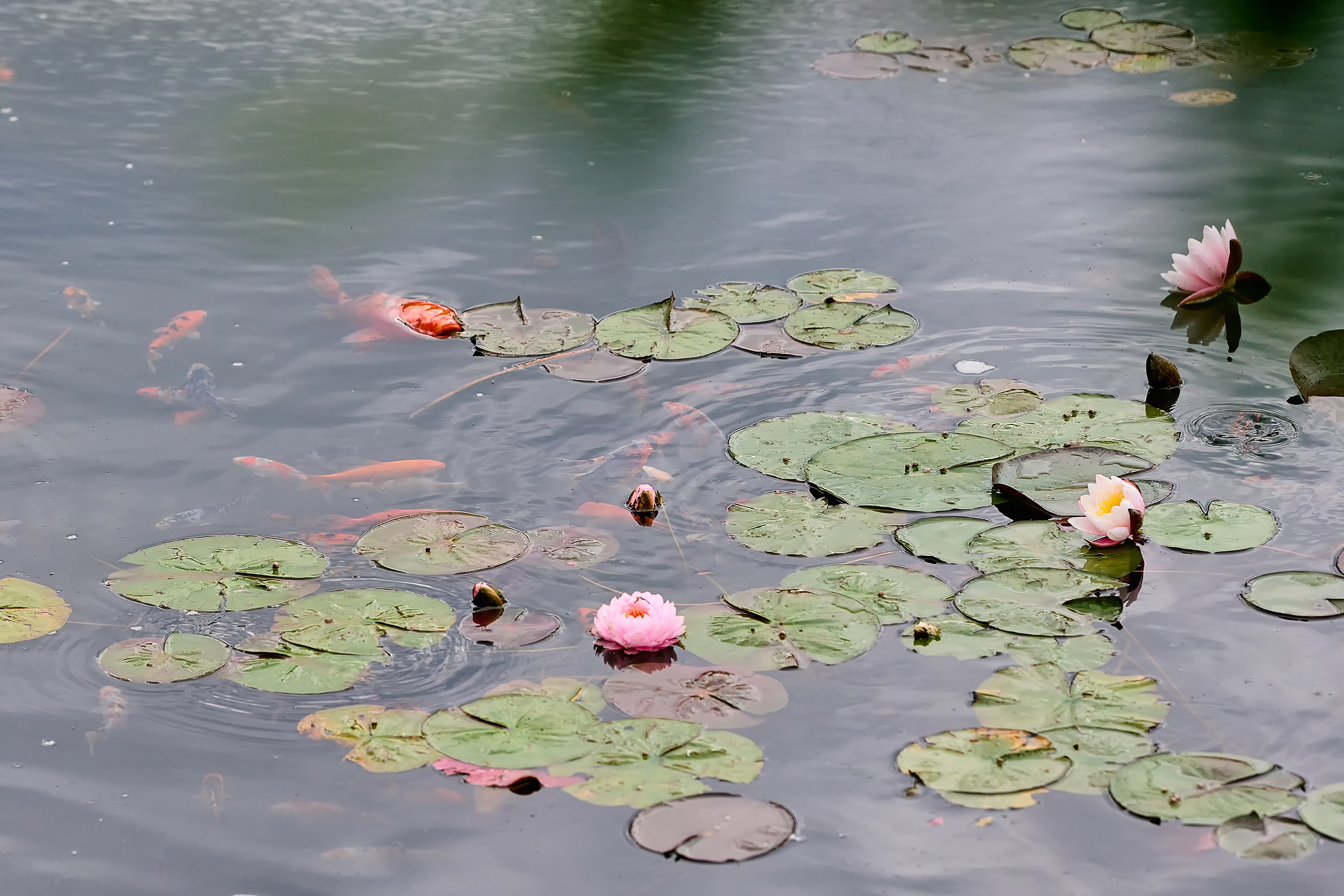 Парк Краснодар, парк Галицкого, Японский парк