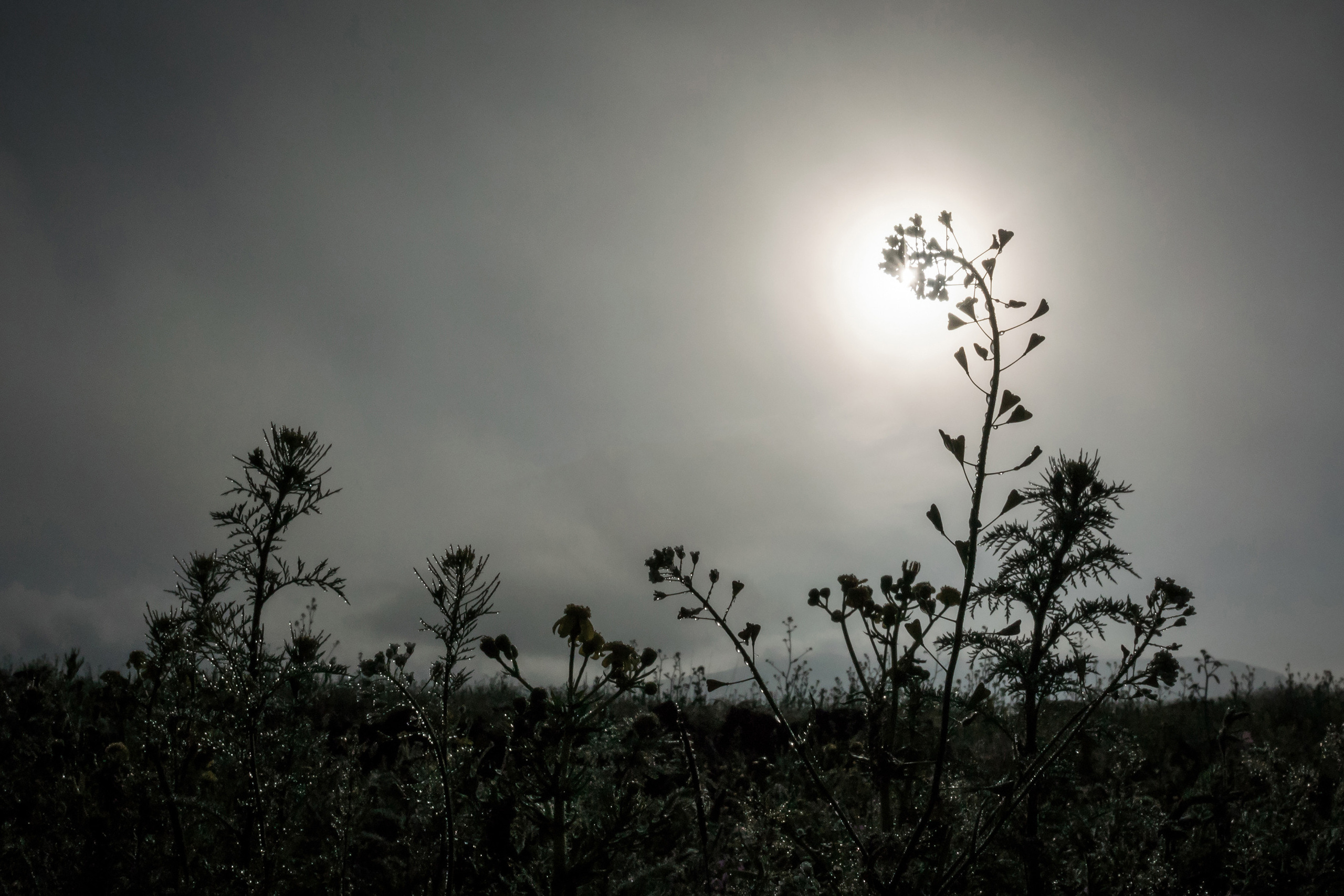 Силуэты полевых растений на фоне Солнца в тумане
