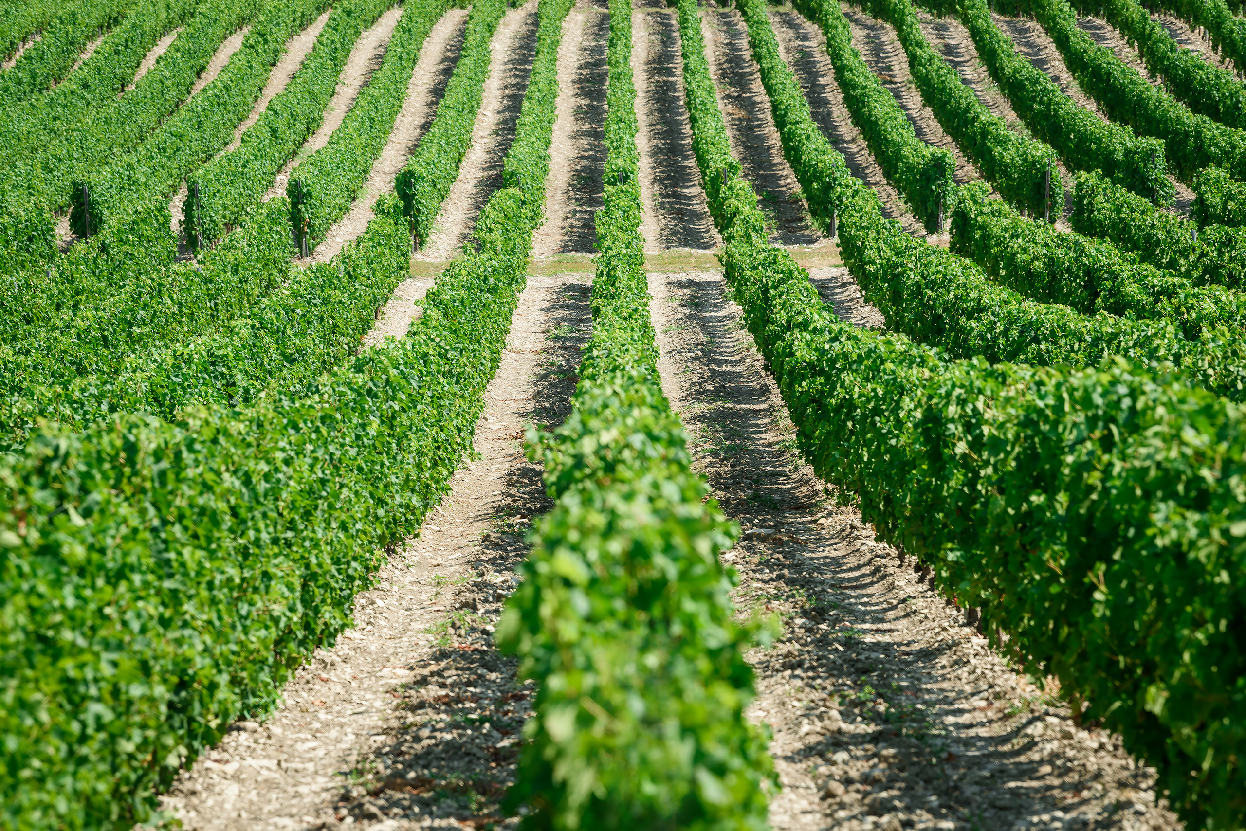 Текстура, фон - ровные ряды виноградников