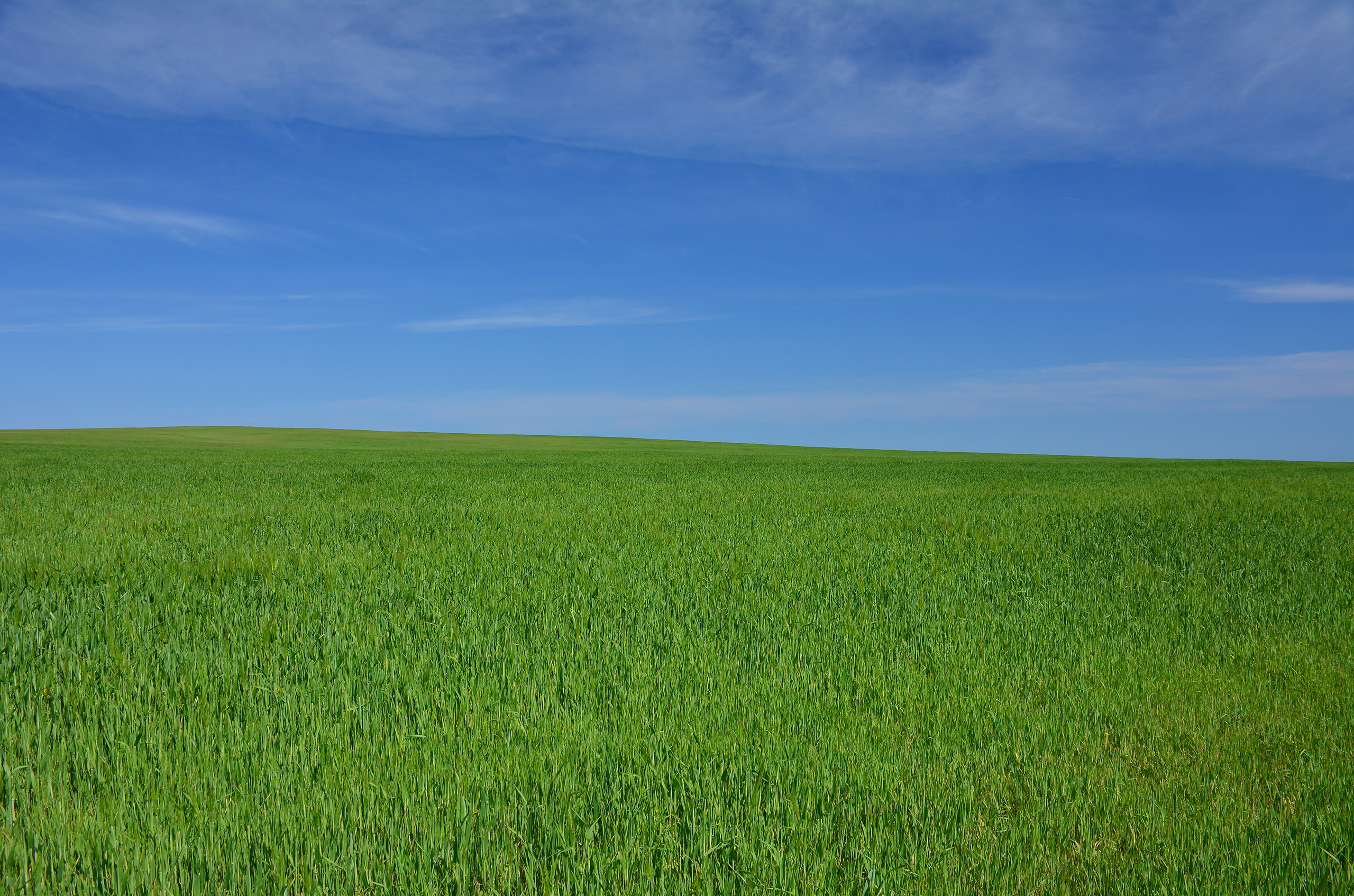 Текстура, фон - горизонт между голубое небом и зеленым полем