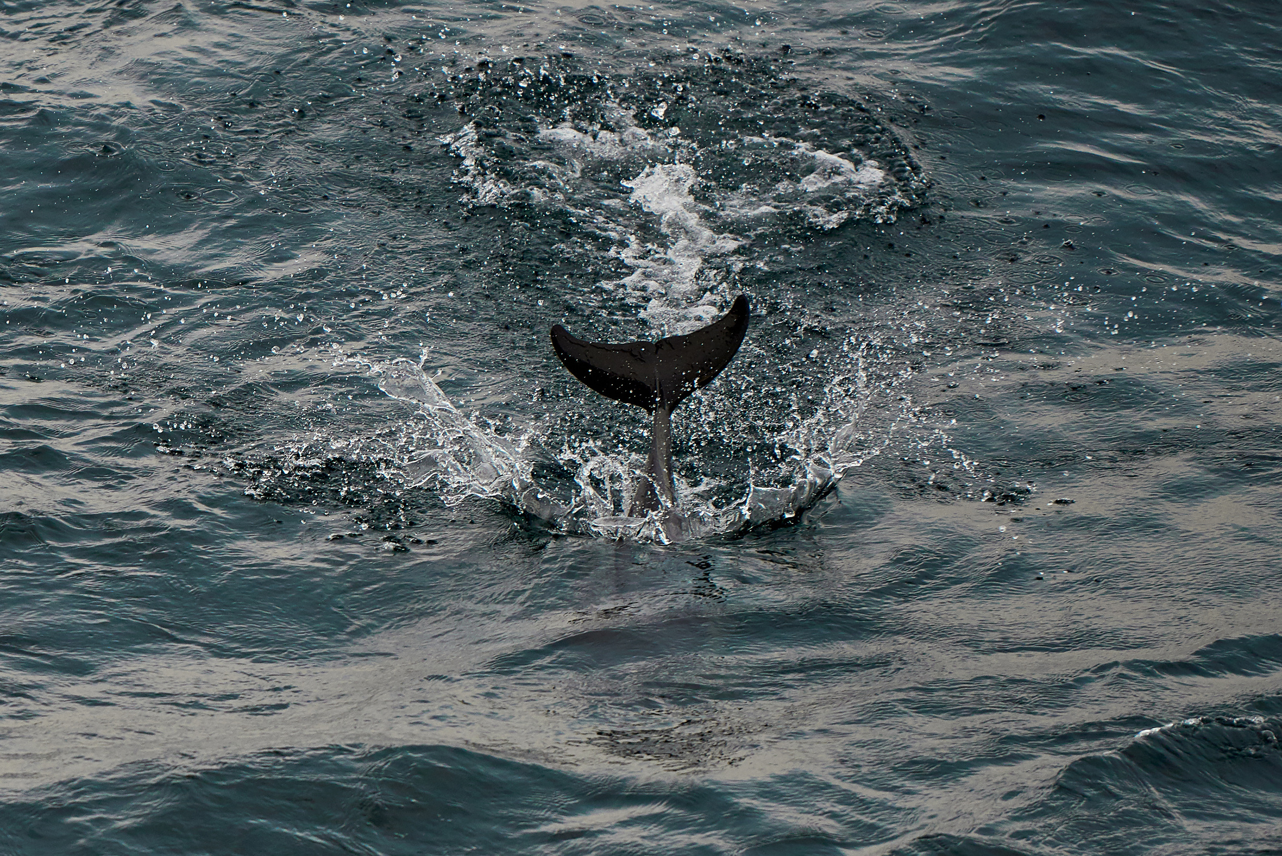 Хвост дельфина прыгнувшего в воду