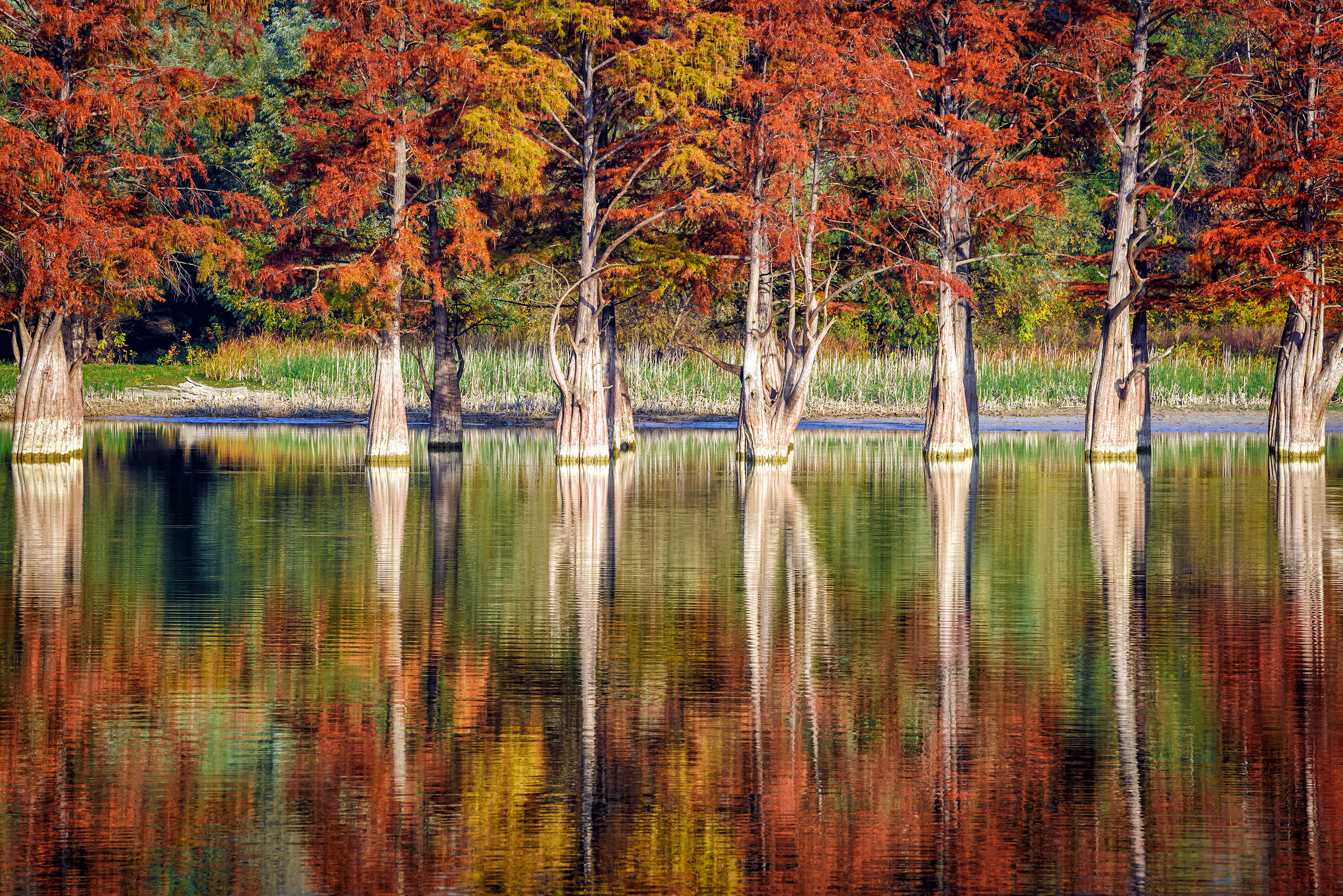 Болотные кипарисы в озере осенью