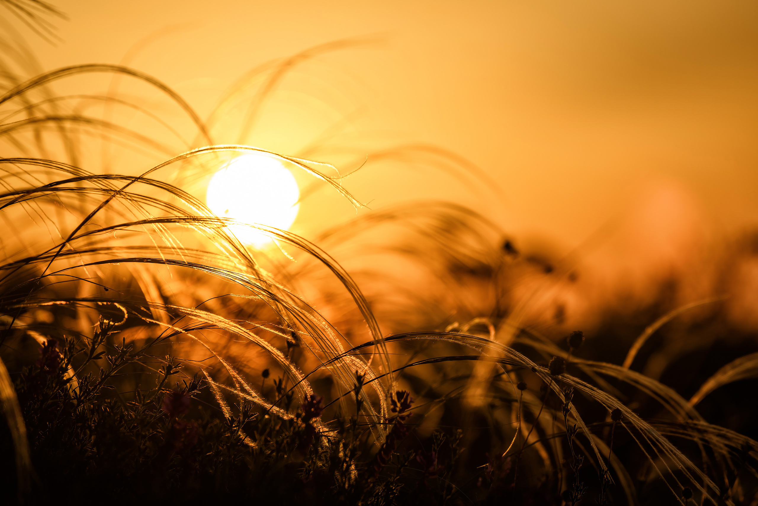 Трава ковыль на фоне заходящего Солнца