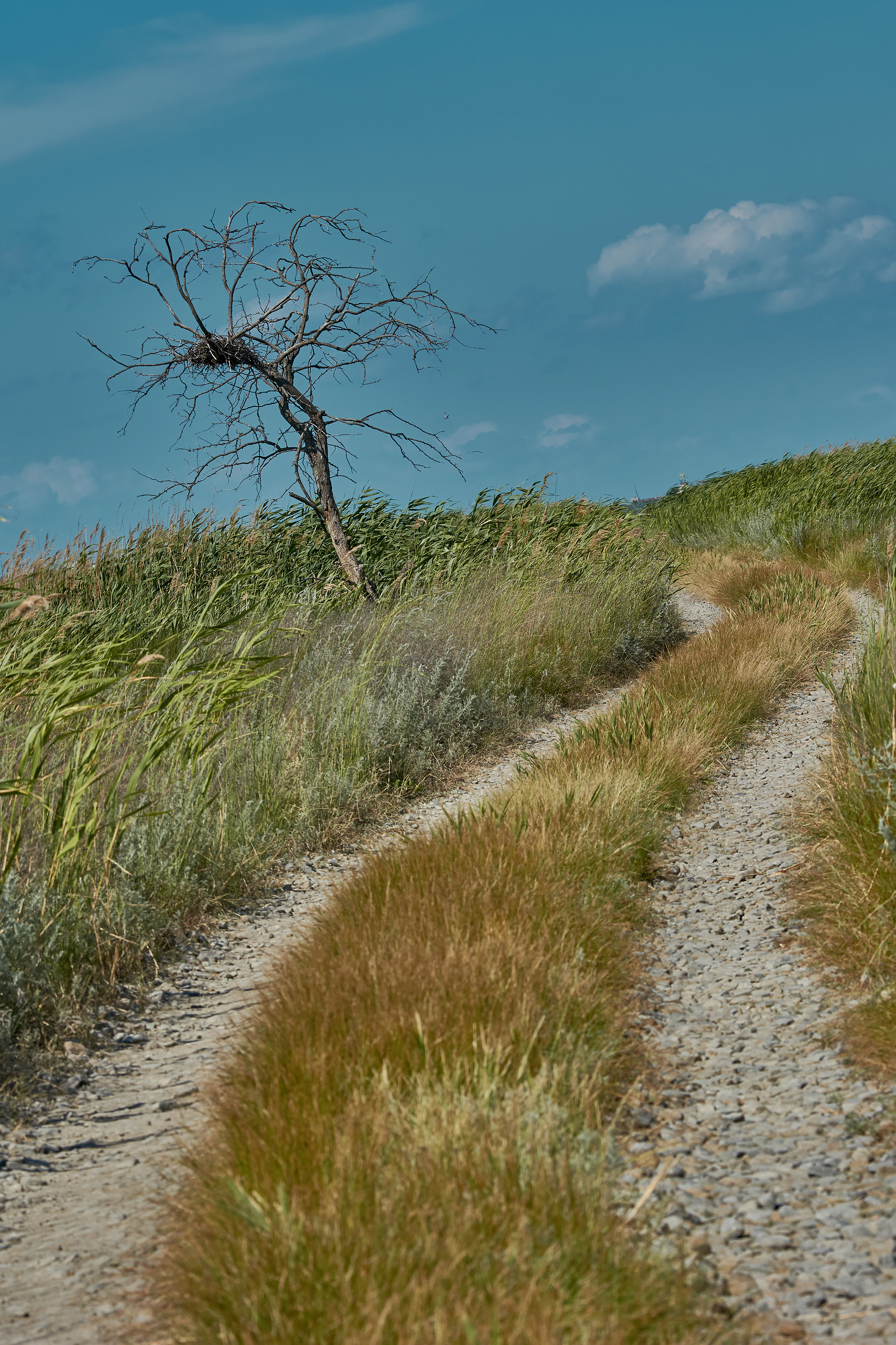 Дорога идет к горизонту и одинокое дерево