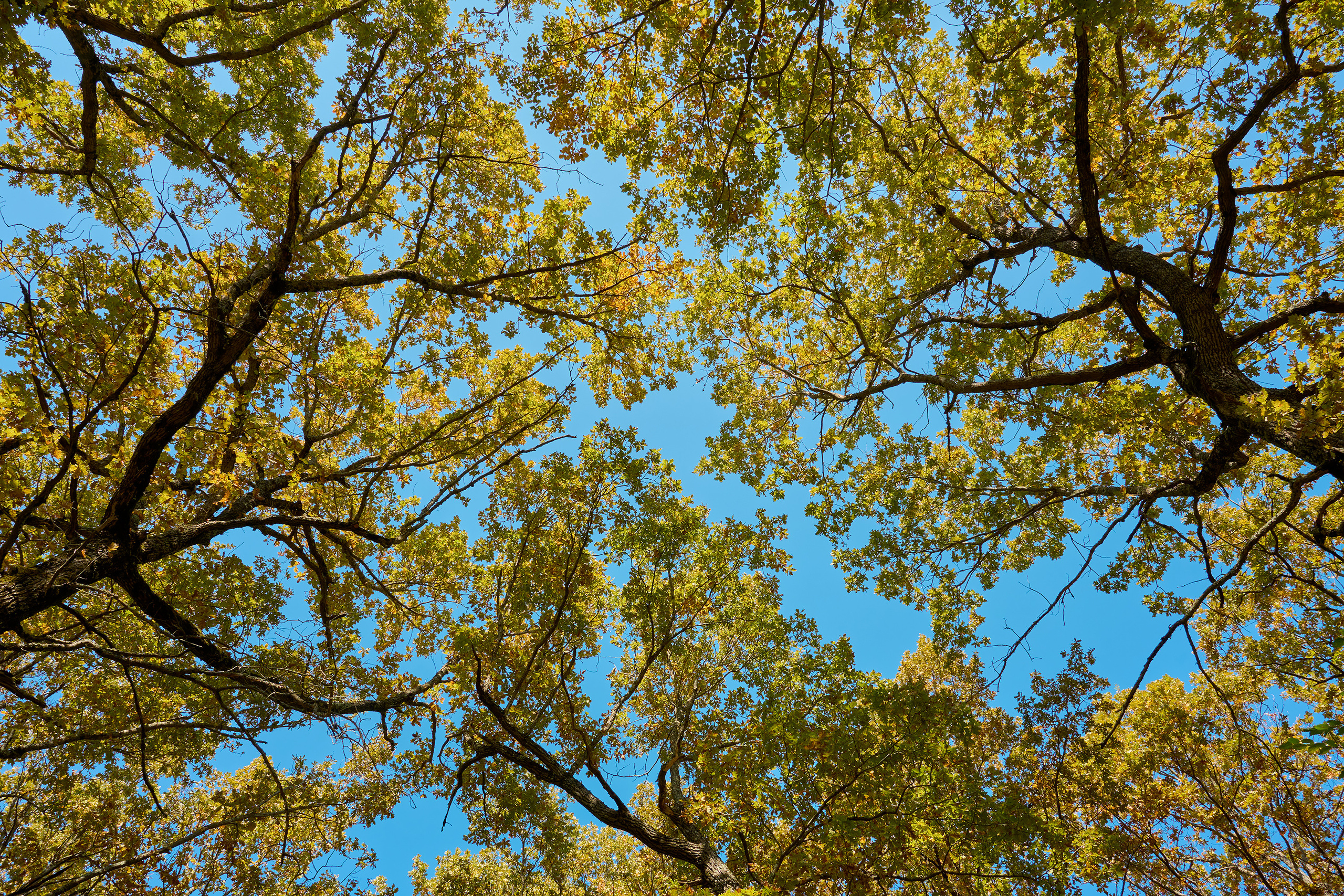 Небо в осеннем лесу. Ранняя осень