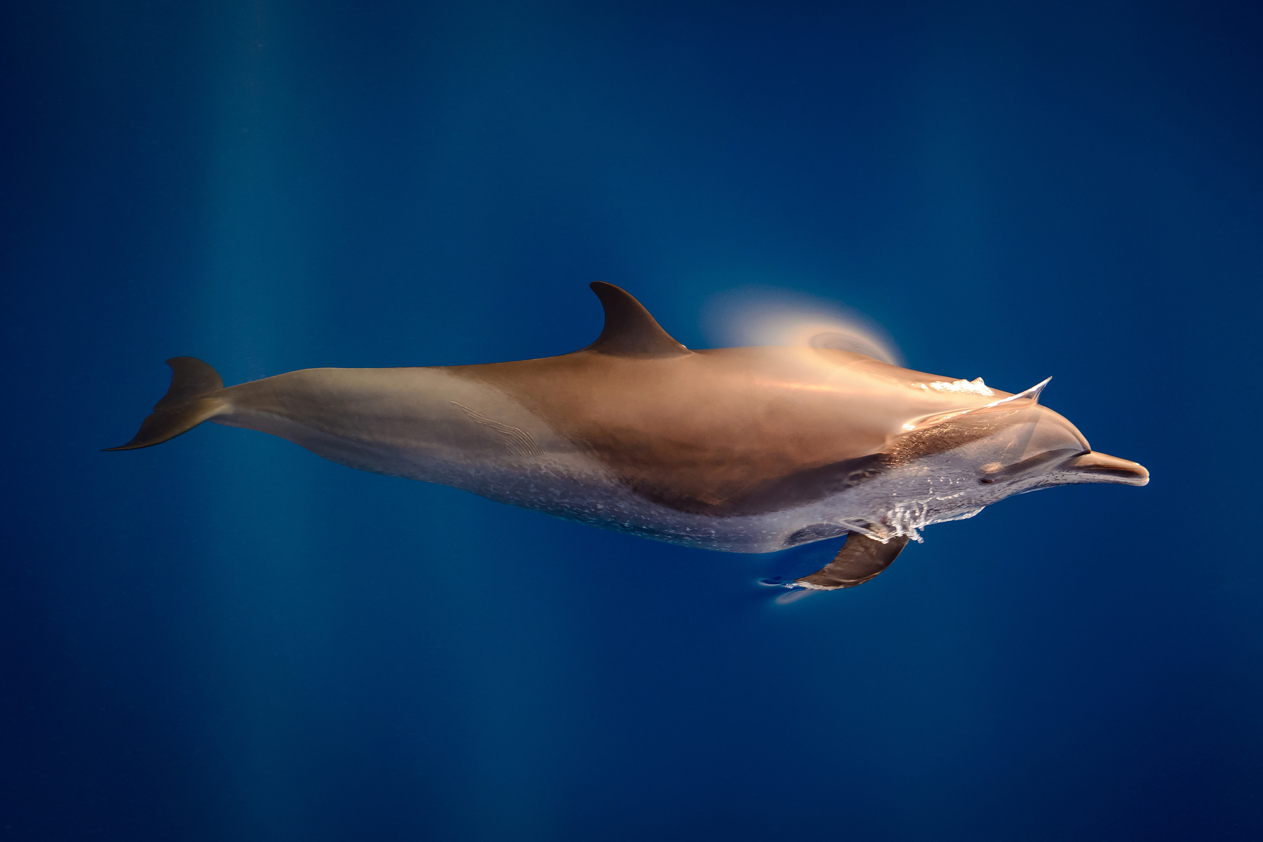 Дельфин выпрыгивающий из воды