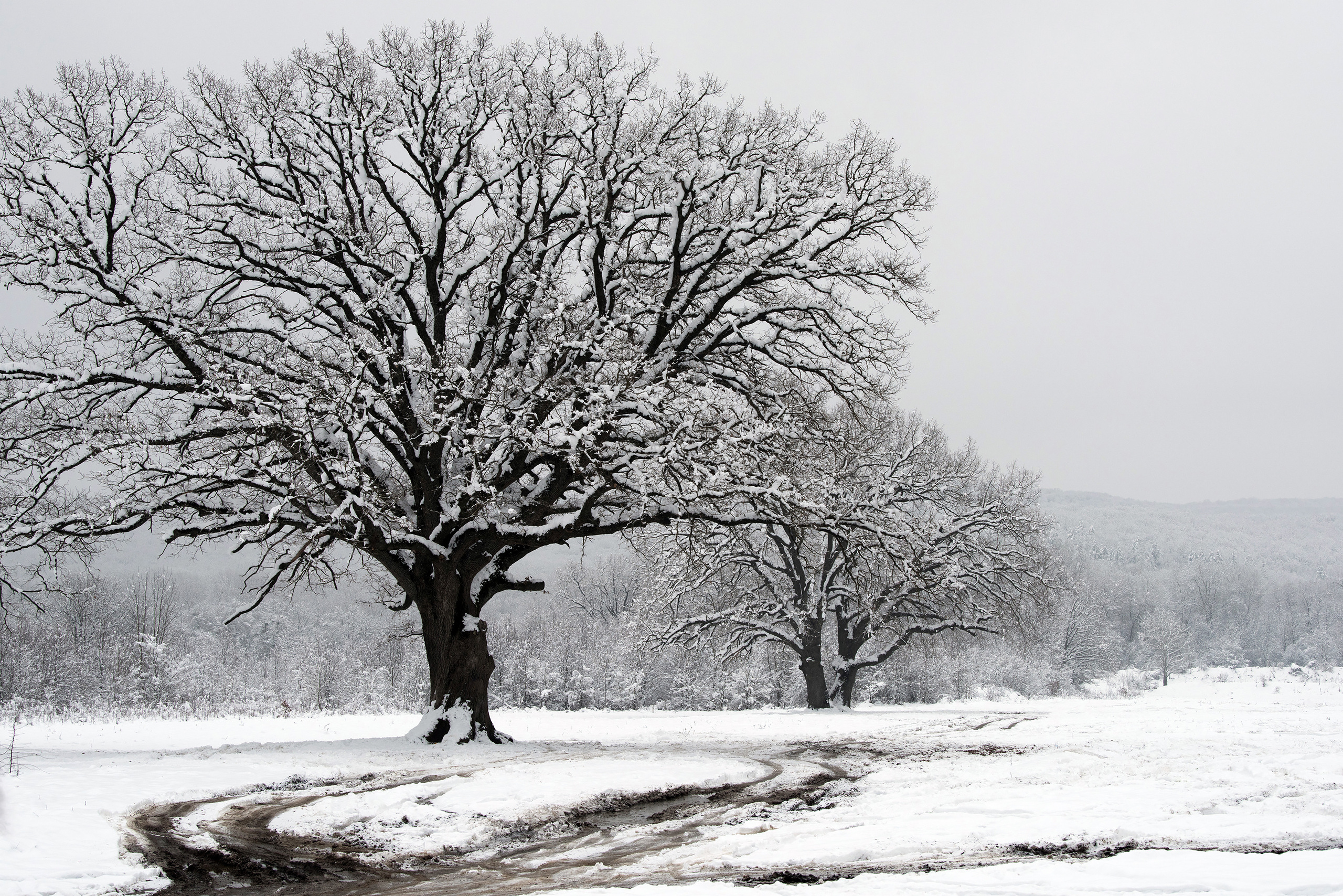 Отдельно-стоящие дубы в снегу 