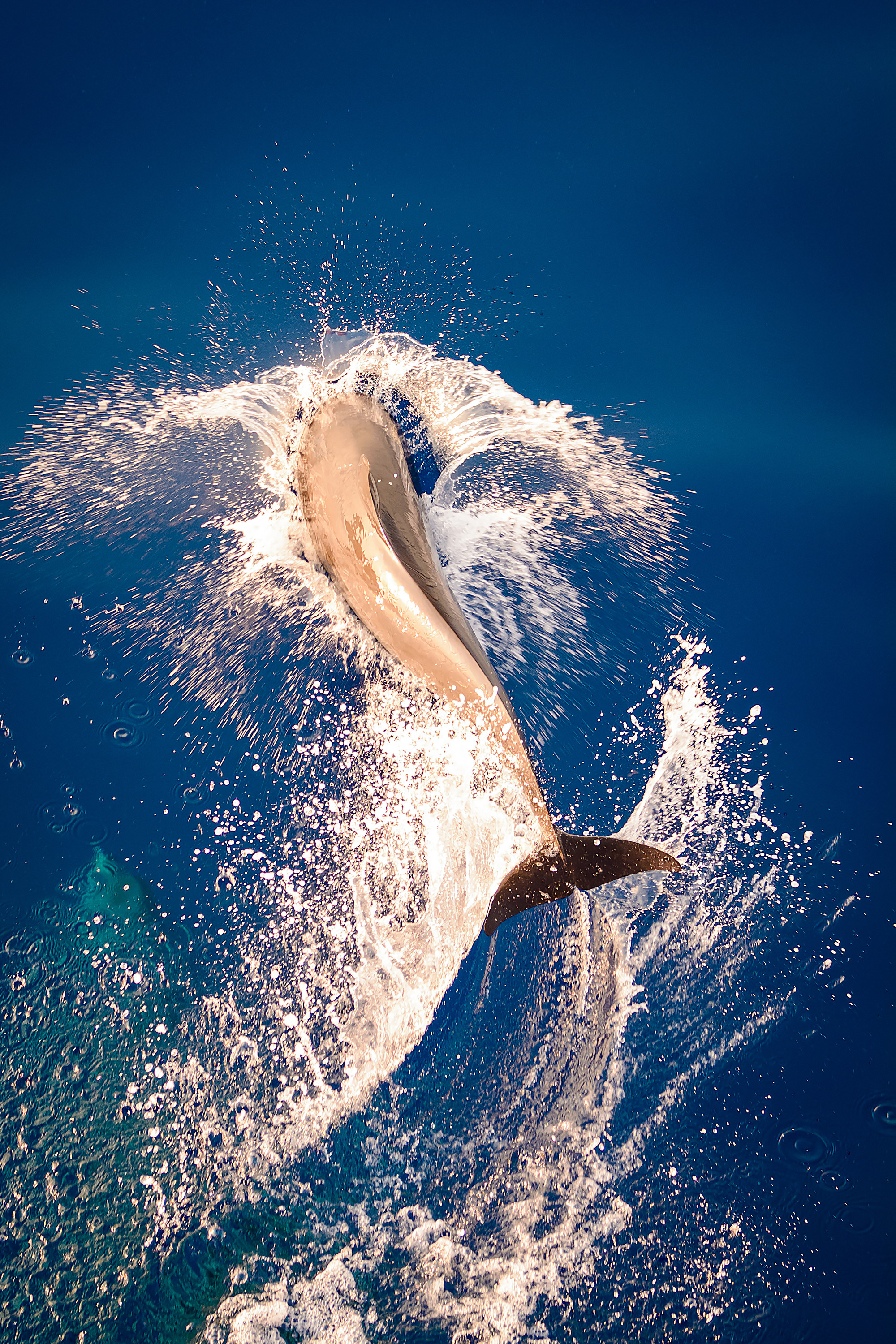 Хвост дельфина прыгнувшего в воду