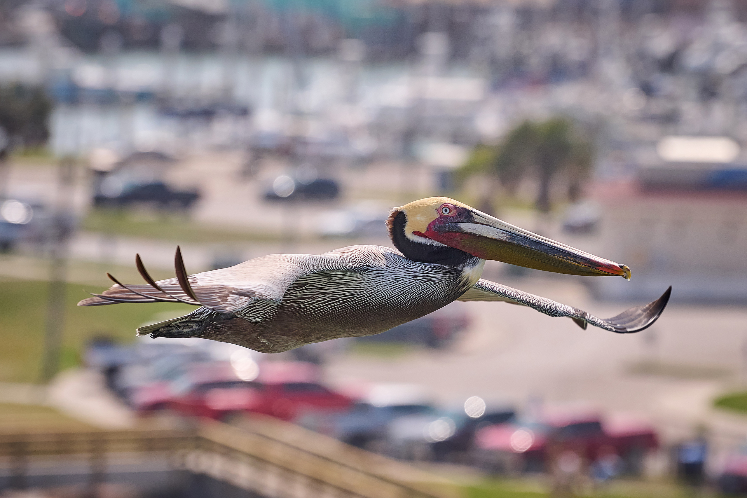 Пеликан летит на фоне приморского города