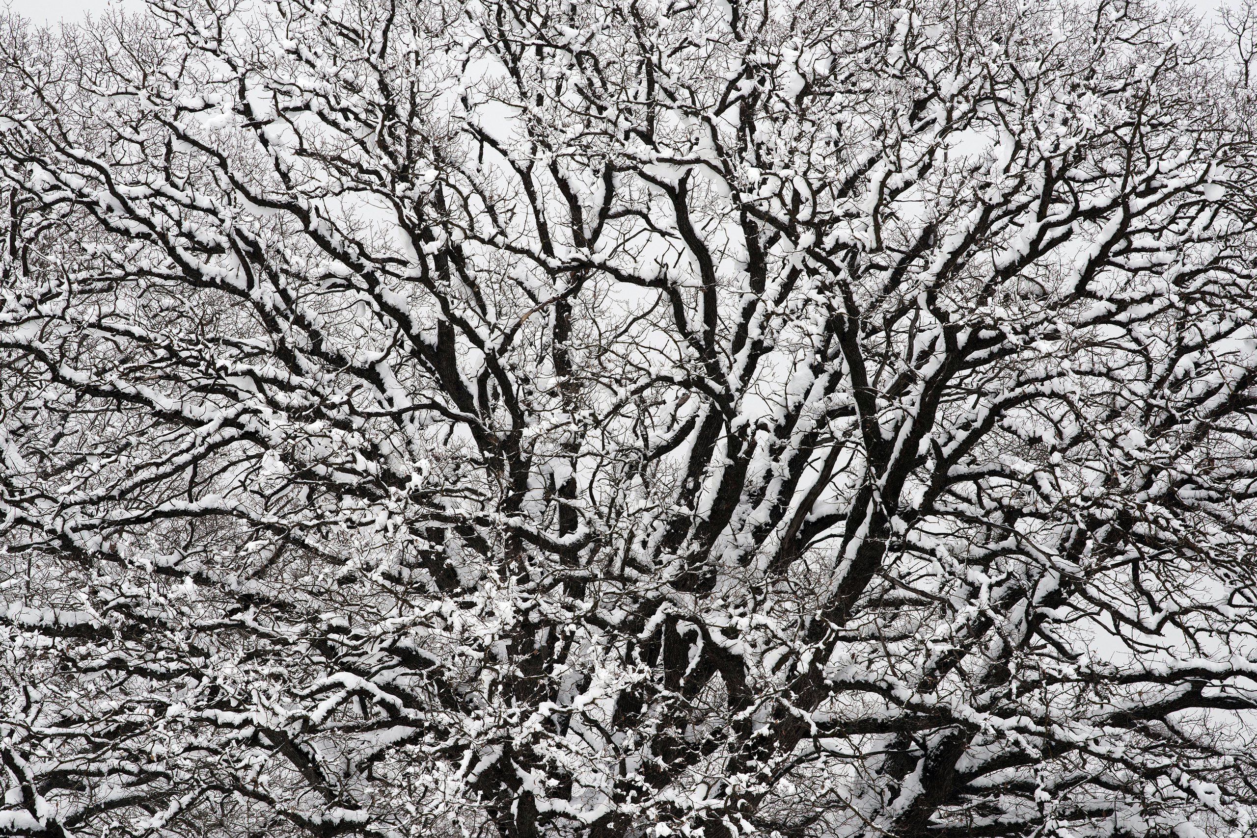 Текстура, фон - крона большого дуба со снегом