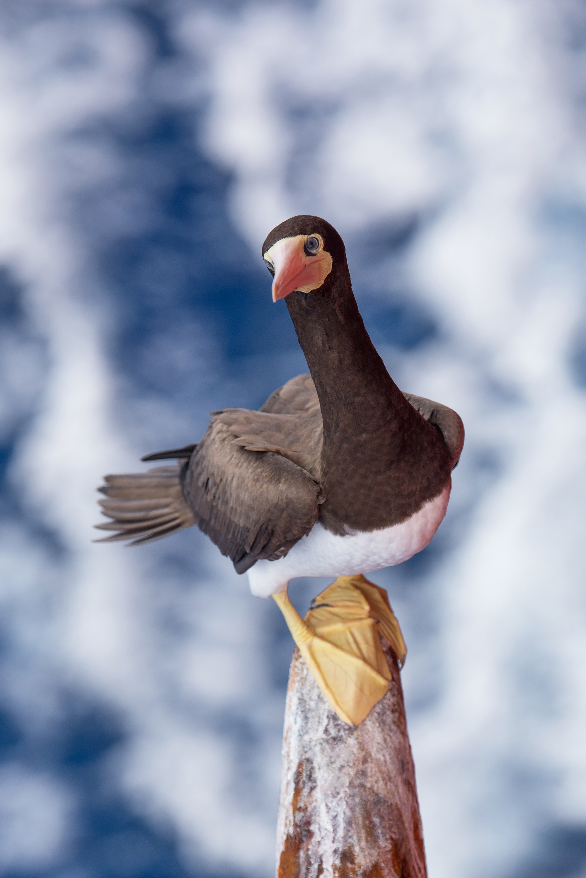 Морская птица сидит на якоре судна