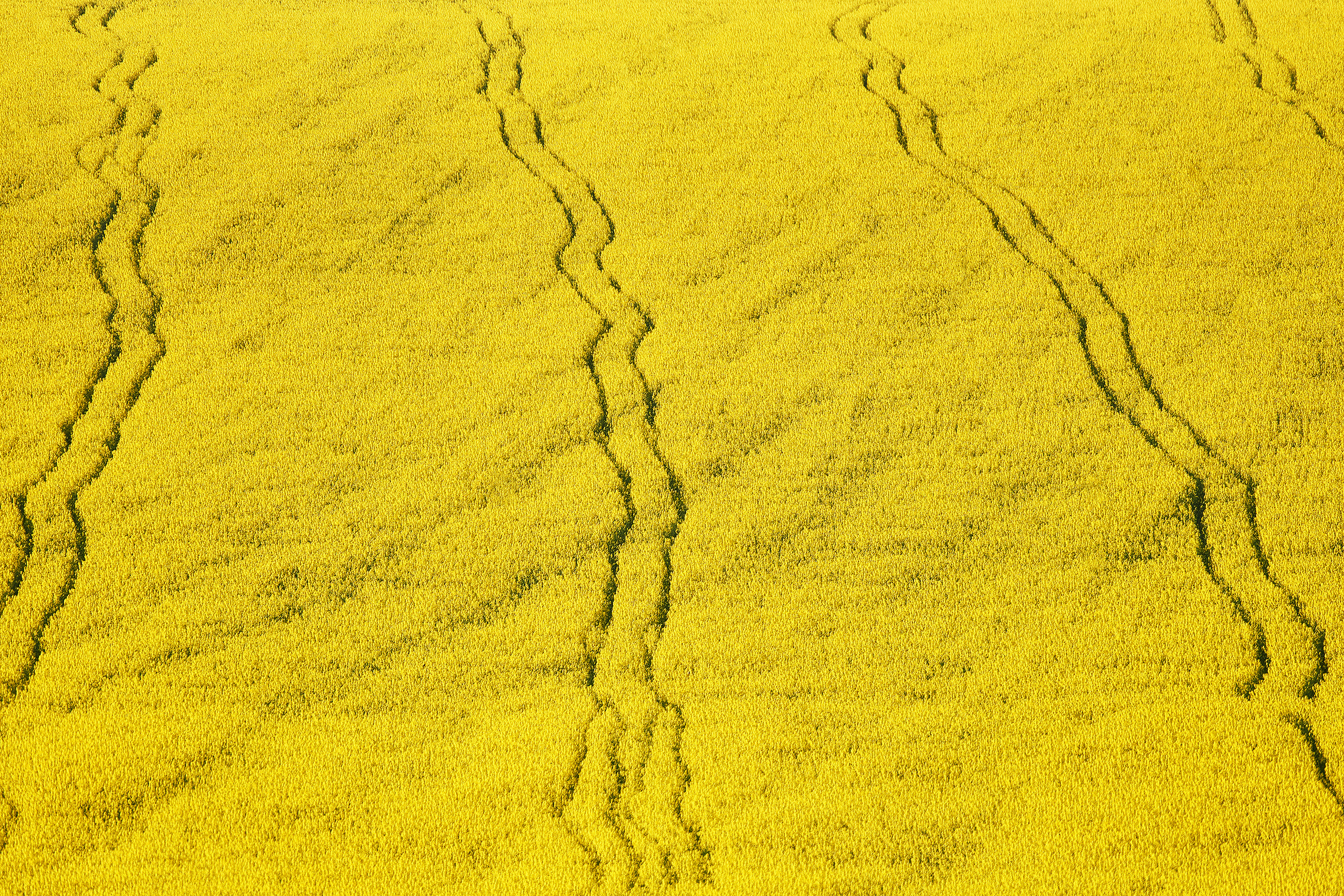 Работы, на дереве, холсте, стекле, которые можно приобрести. Яркие фото на Чёрном море
