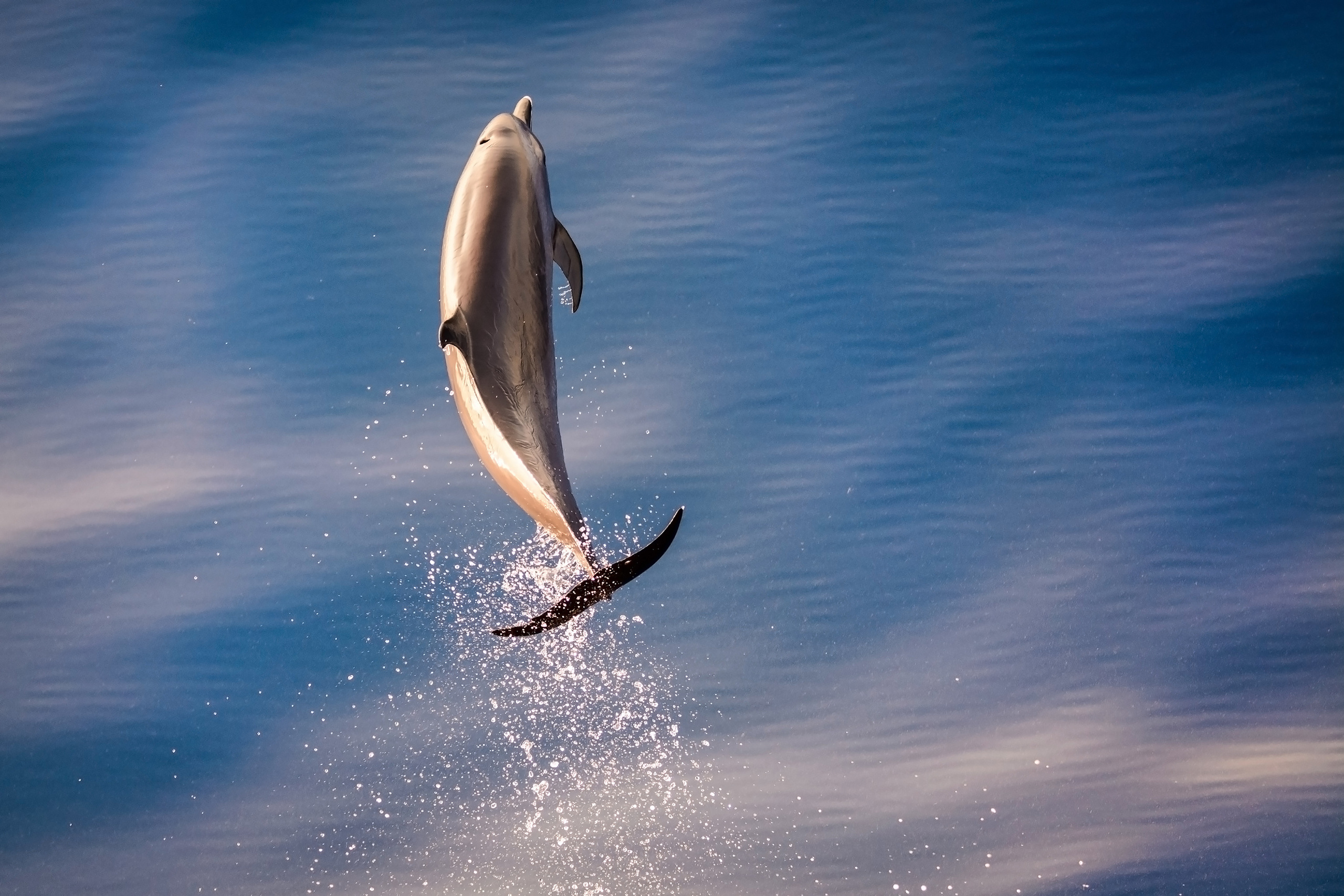 Дельфин прыгает над водой