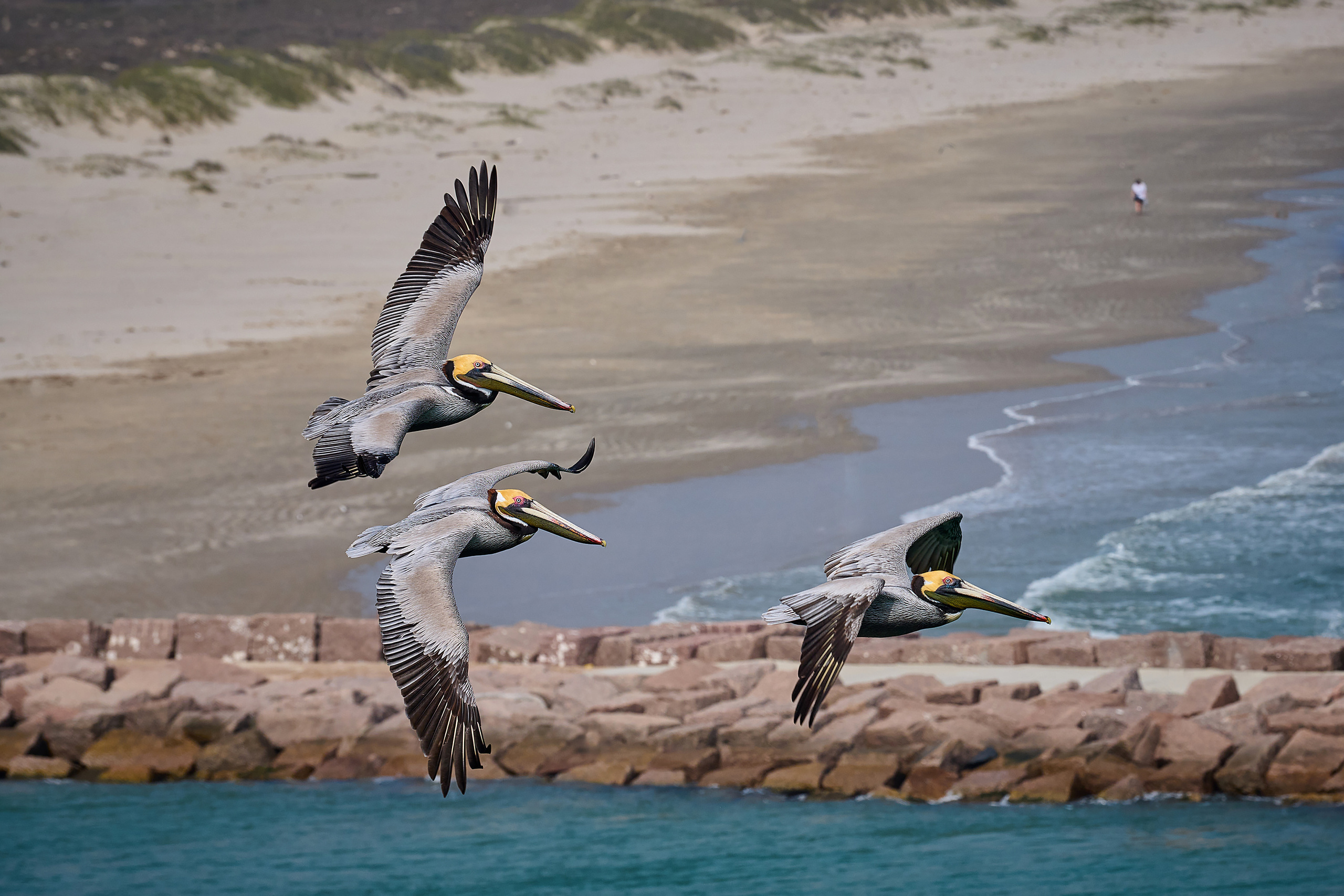Три пеликана летят над морем