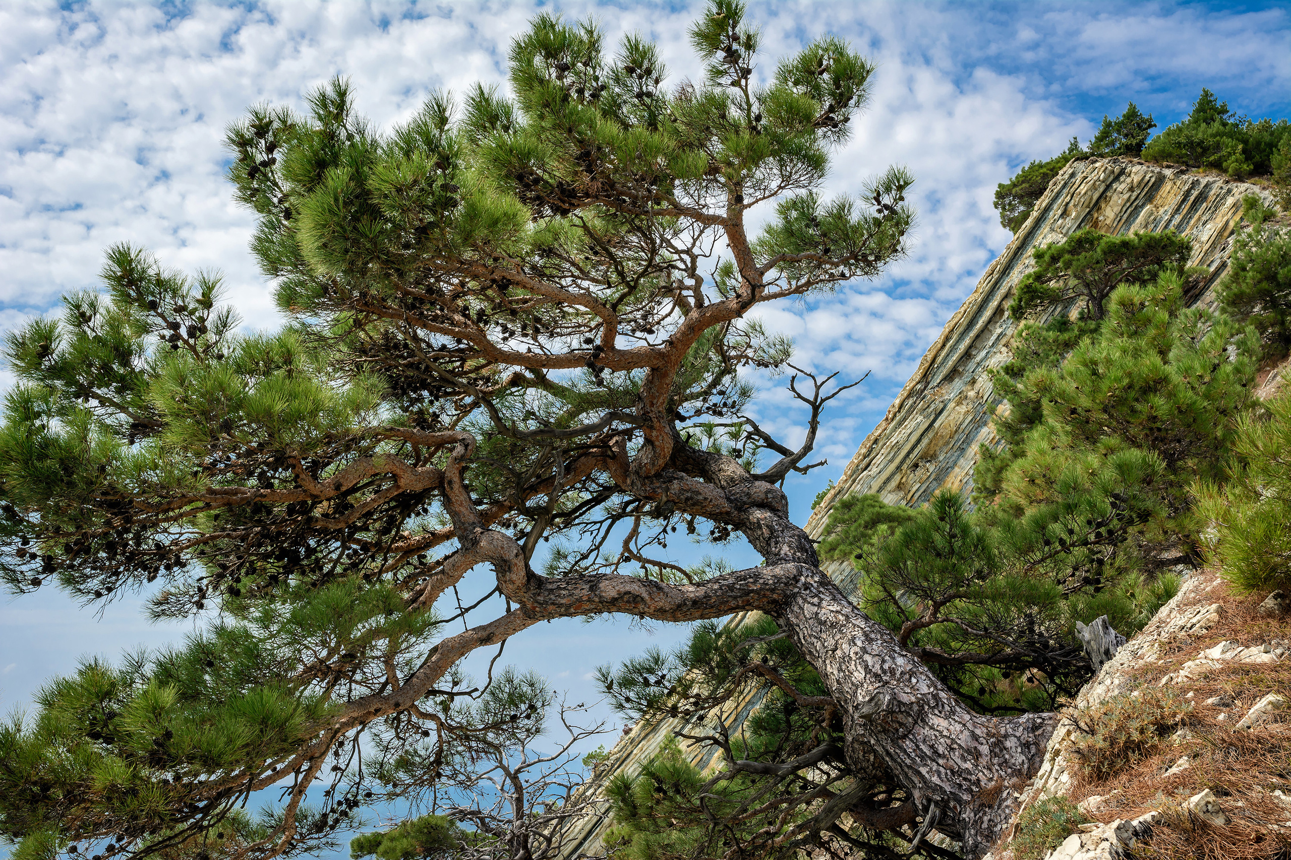Сосна растет на скале над морем