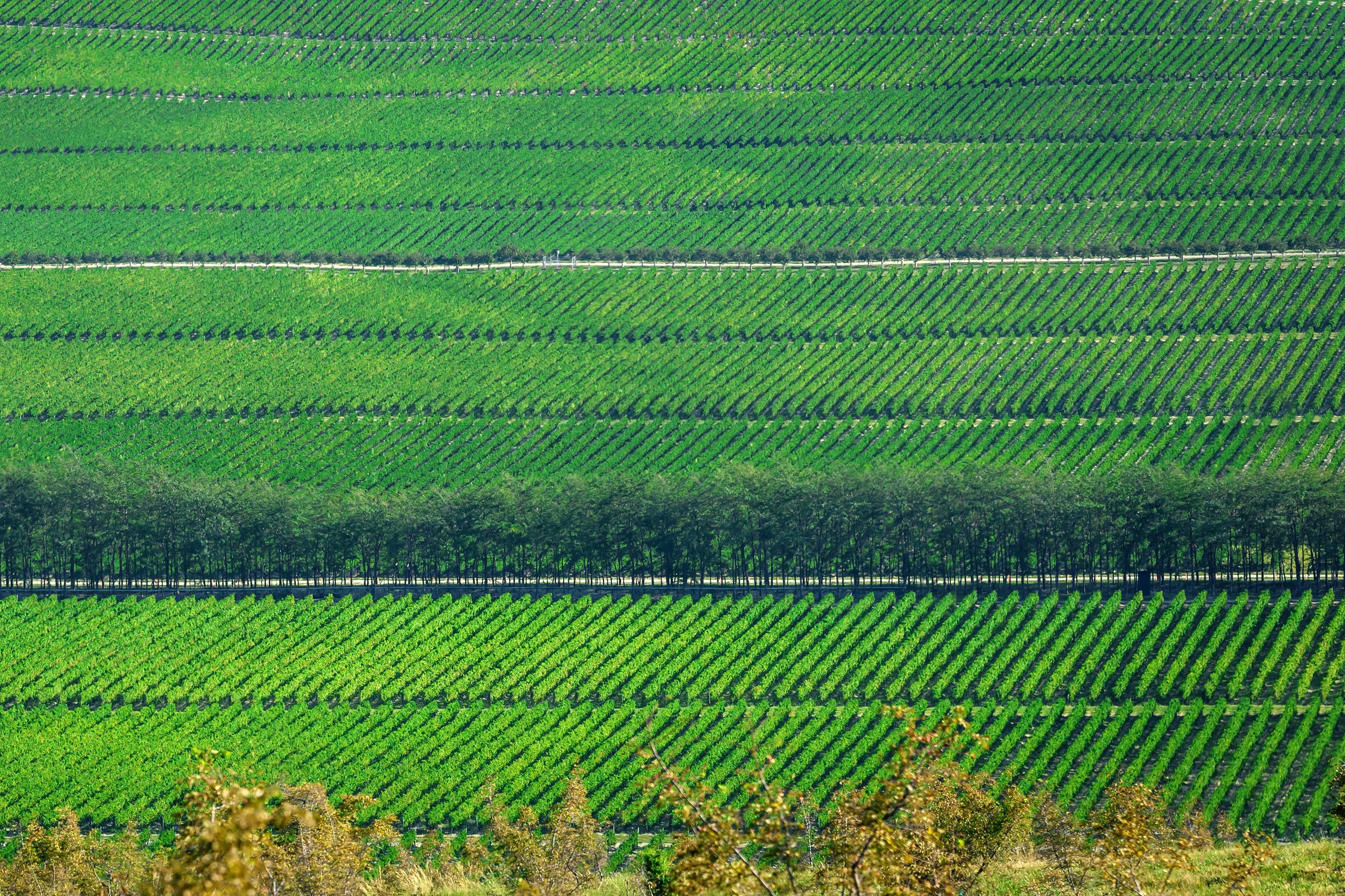 Текстура, фон - ровные ряды виноградников