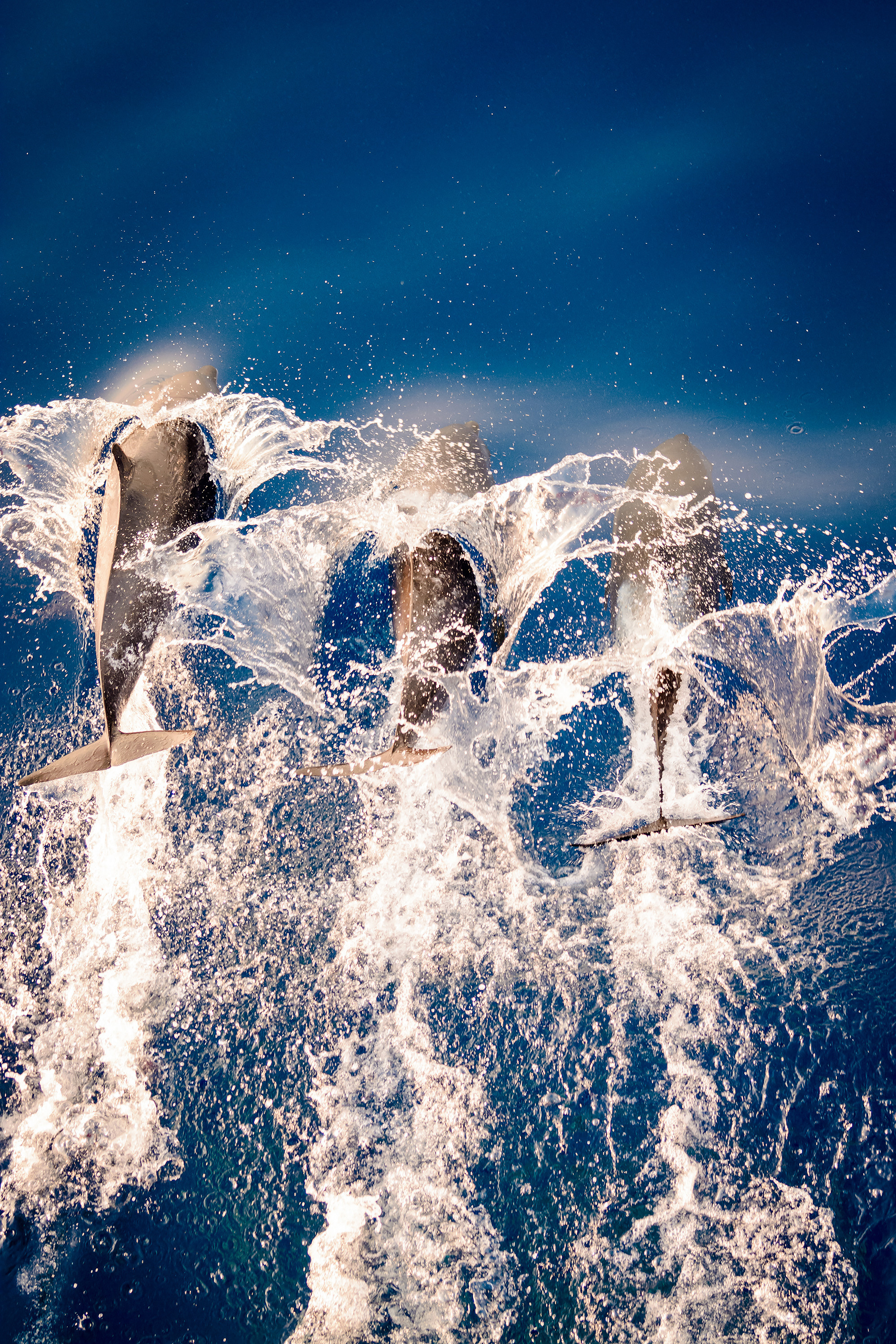 Хвосты дельфинов прыгнувших в воду