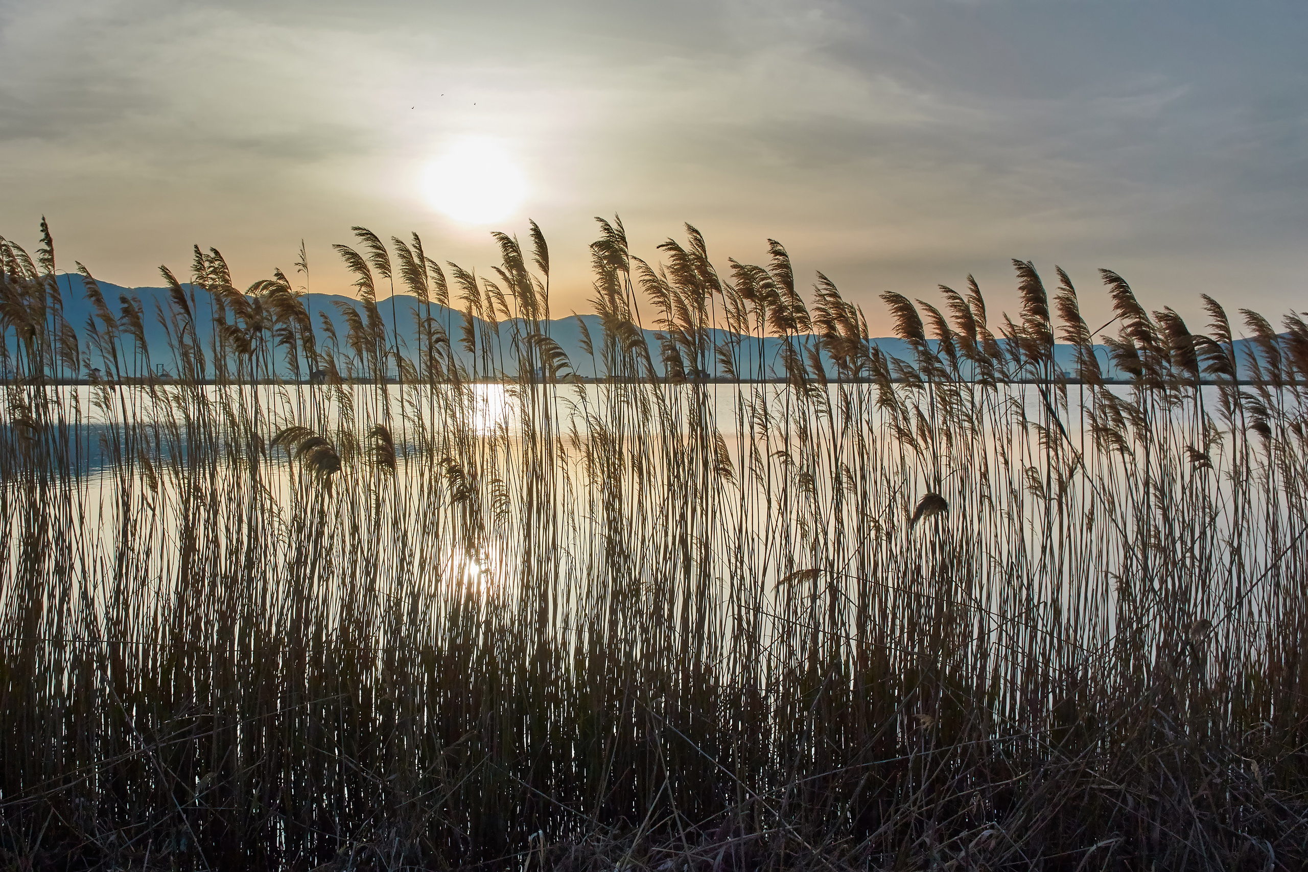 Восход за камышами на берегу моря