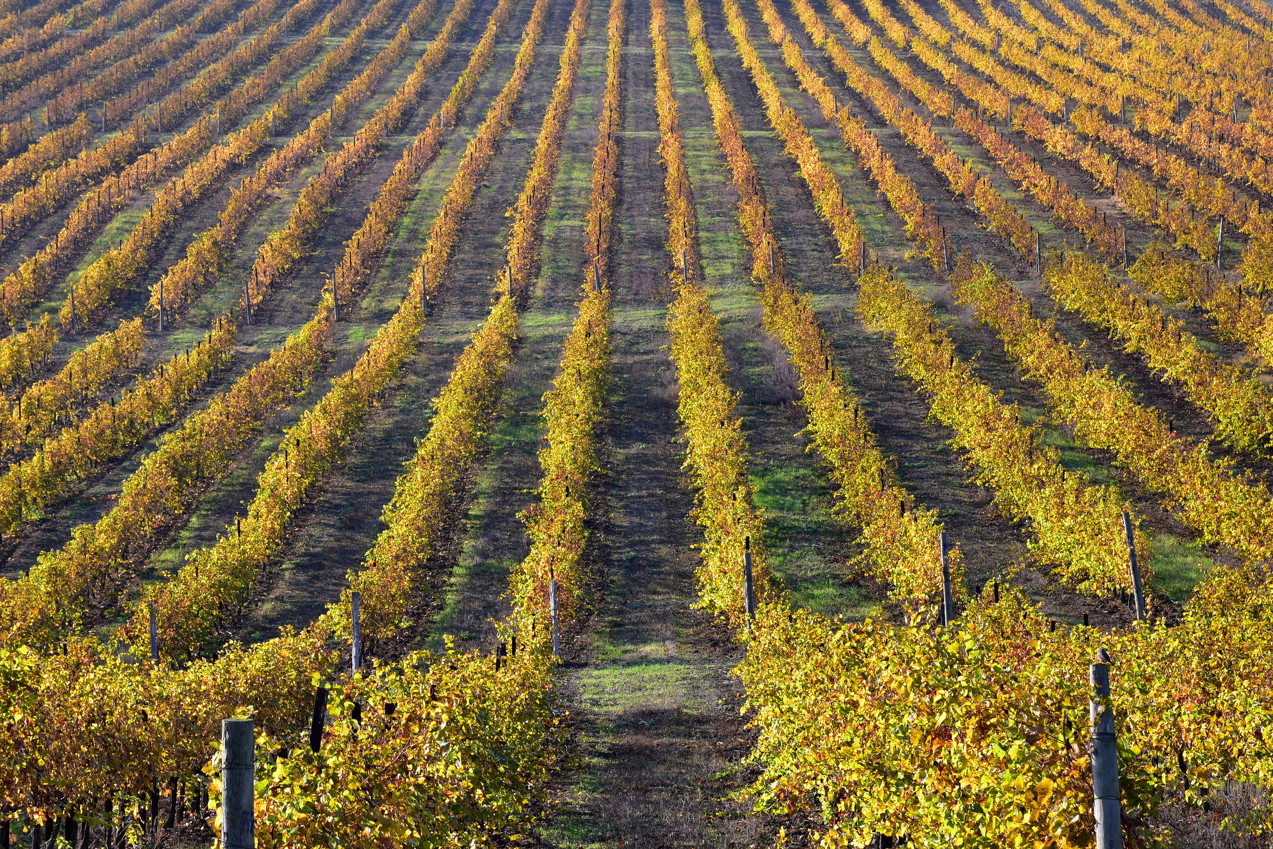 Текстура, фон - ровные ряды виноградников