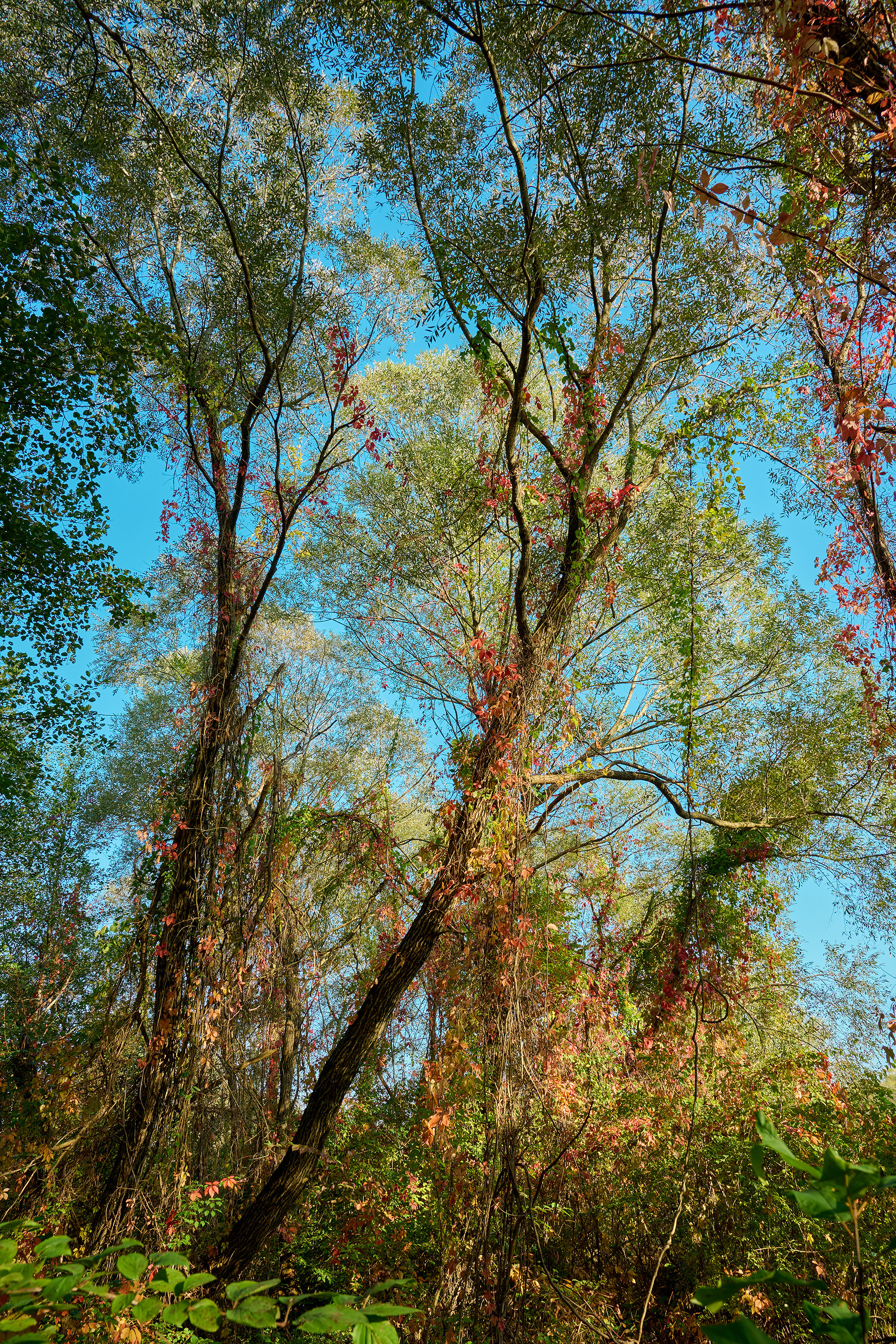 В осеннем лесу, небо, красное
