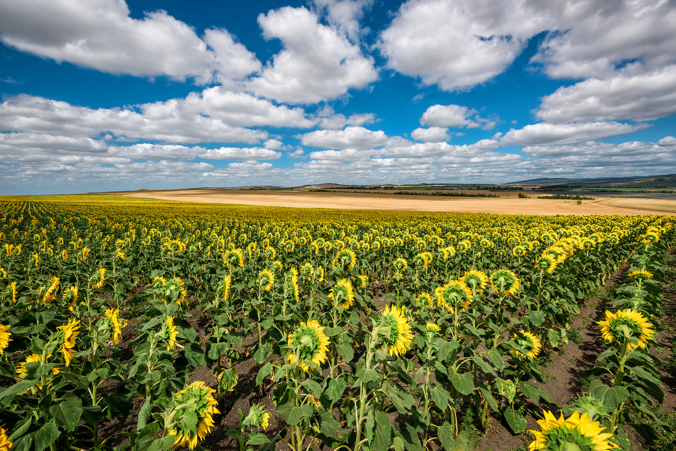 Поле цветущих подсолнухов и красивое небо