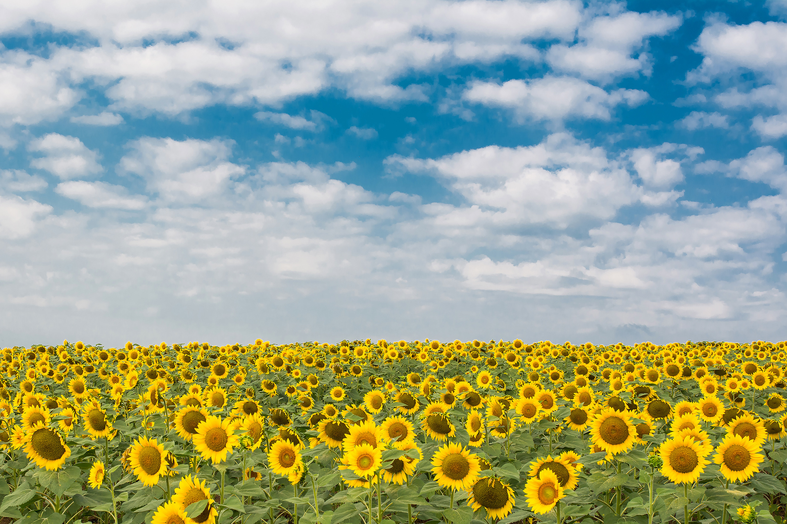 Поле цветущих подсолнухов и голубое облачное небо