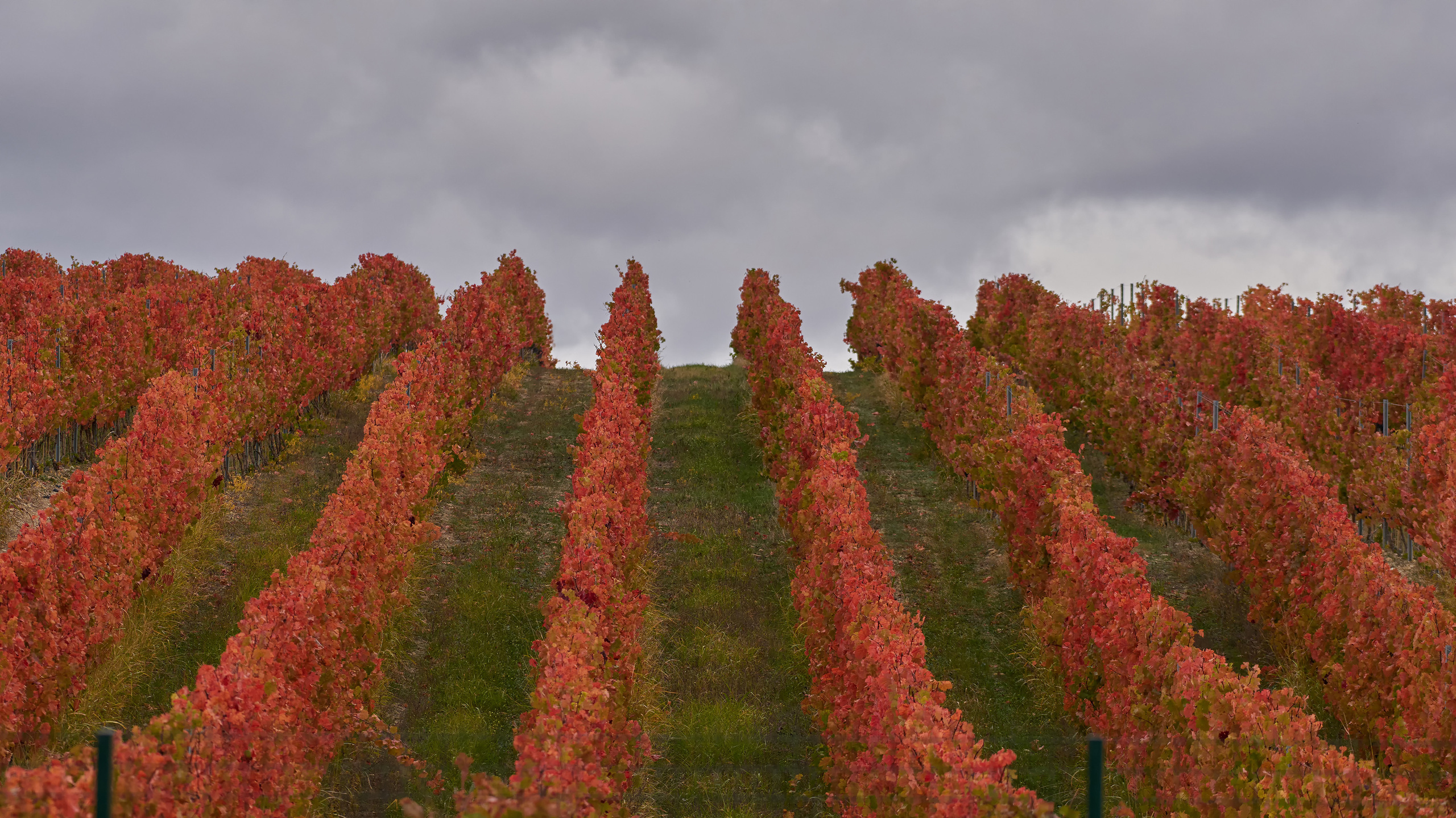 Красный осенний виноградник