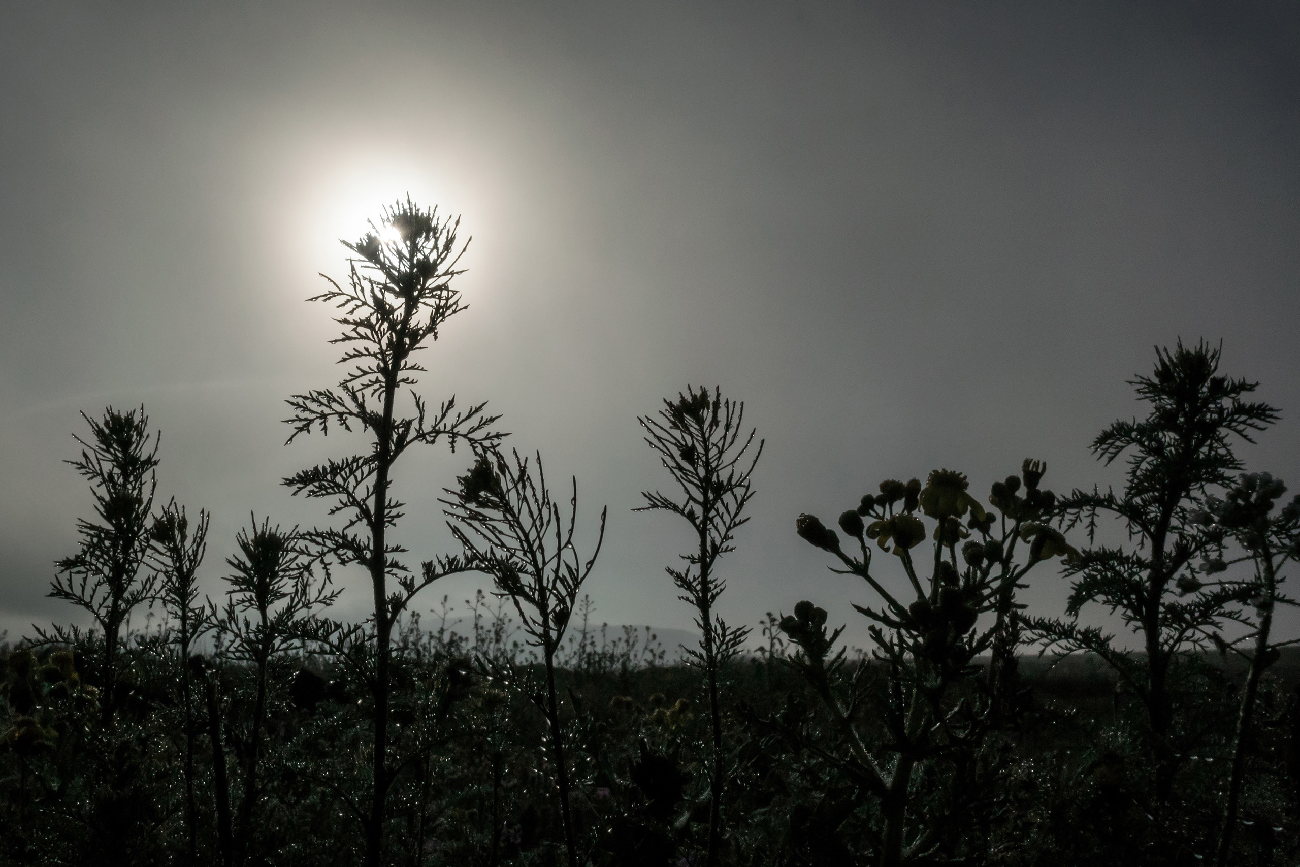 Силуэты полевых растений на фоне Солнца в тумане