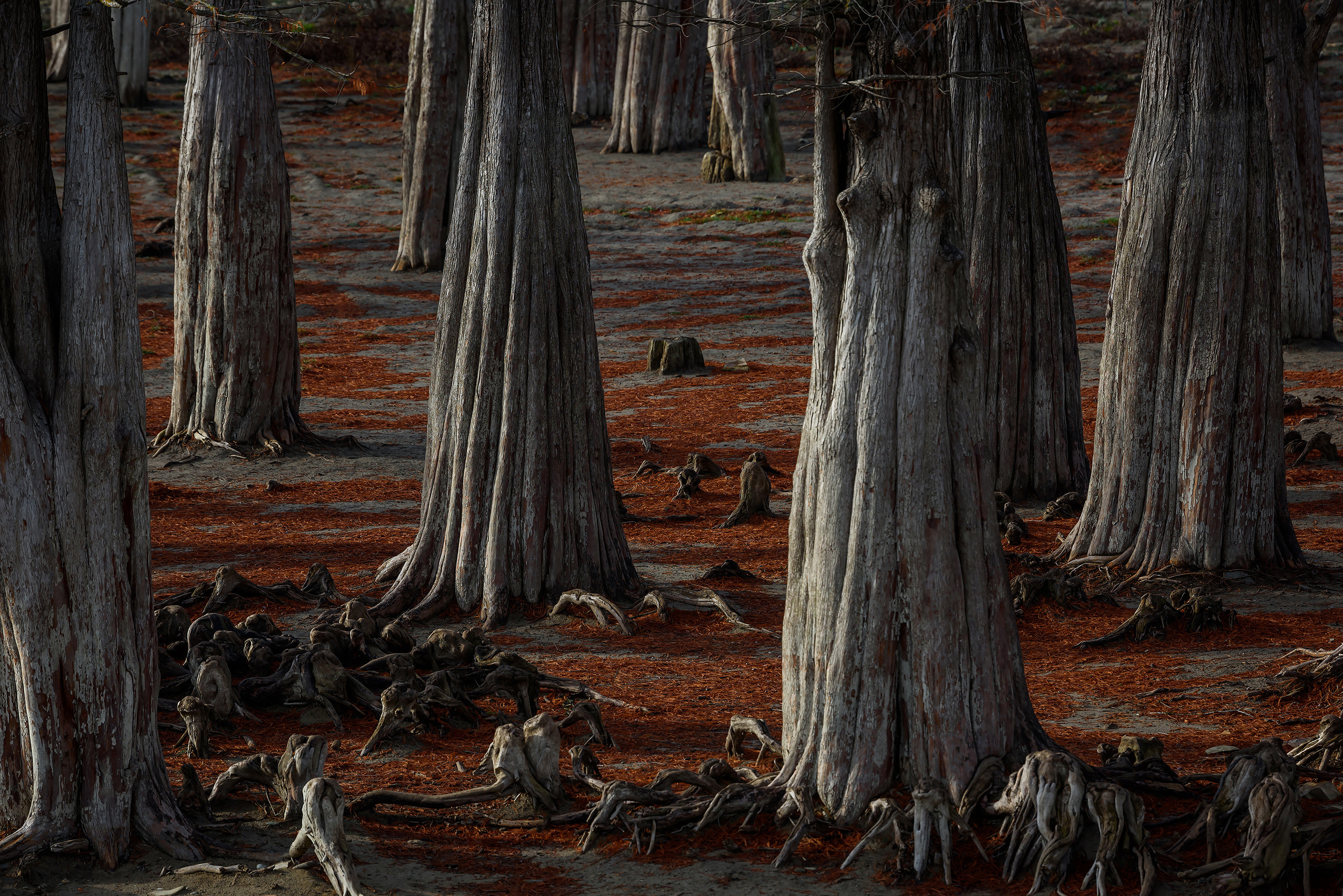 Текстурные стволы деревьев и их корни