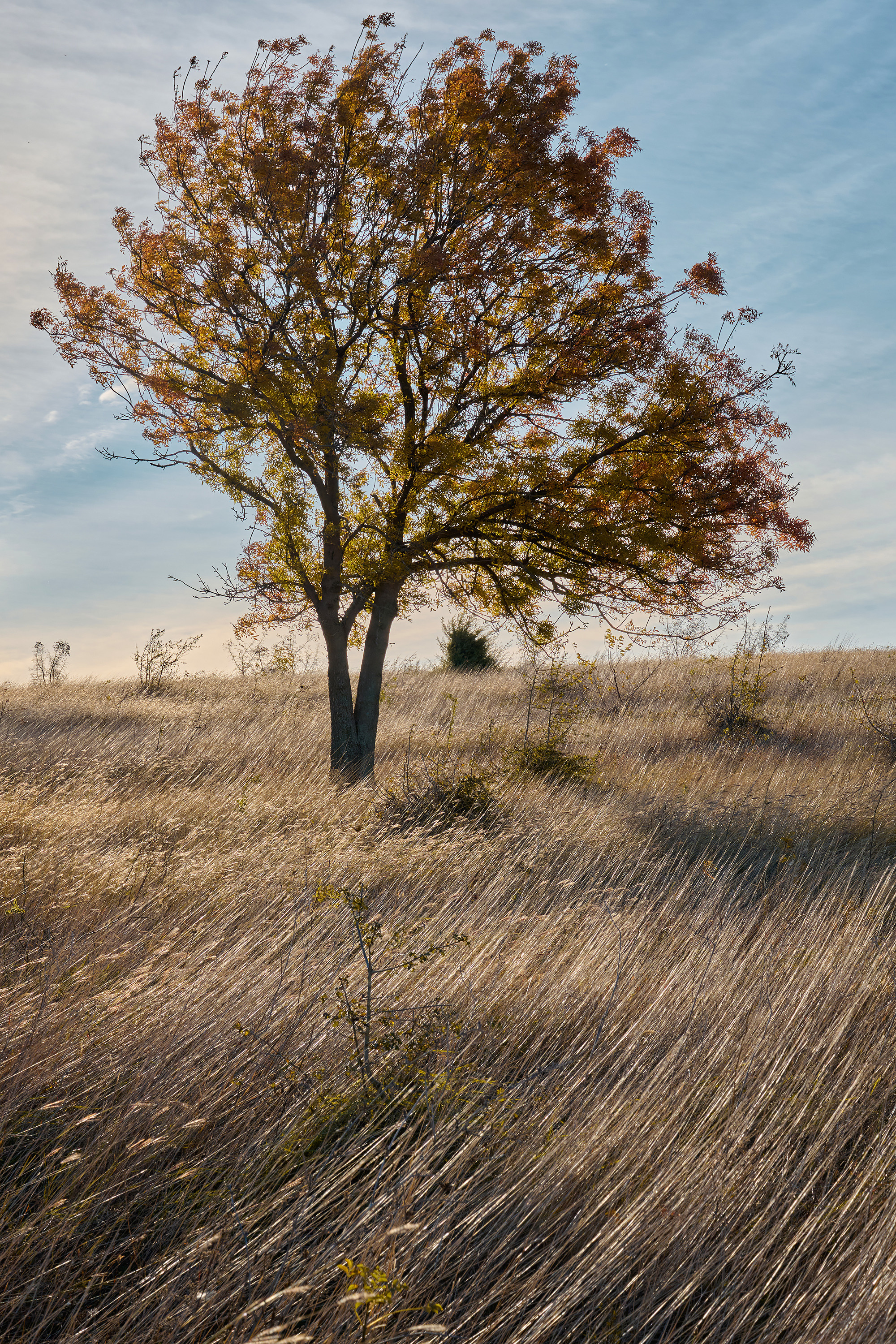Осеннее одинокое дерево в поле
