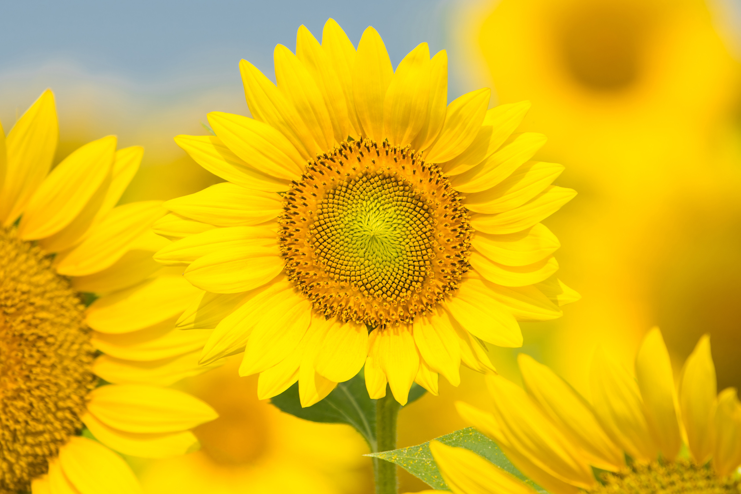 Цветущий подсолнух на фоне подсолнухов