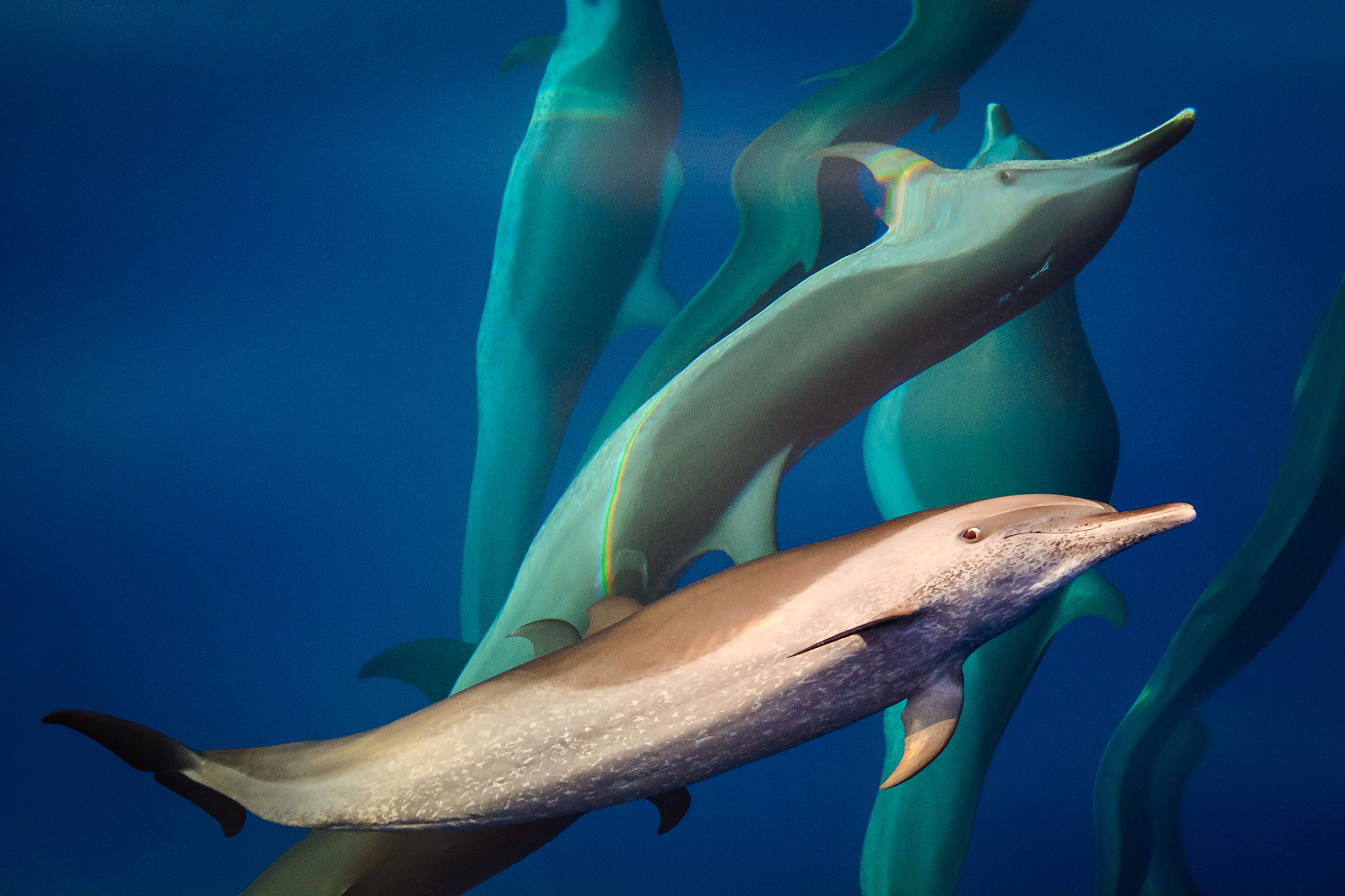 Дельфины под водой
