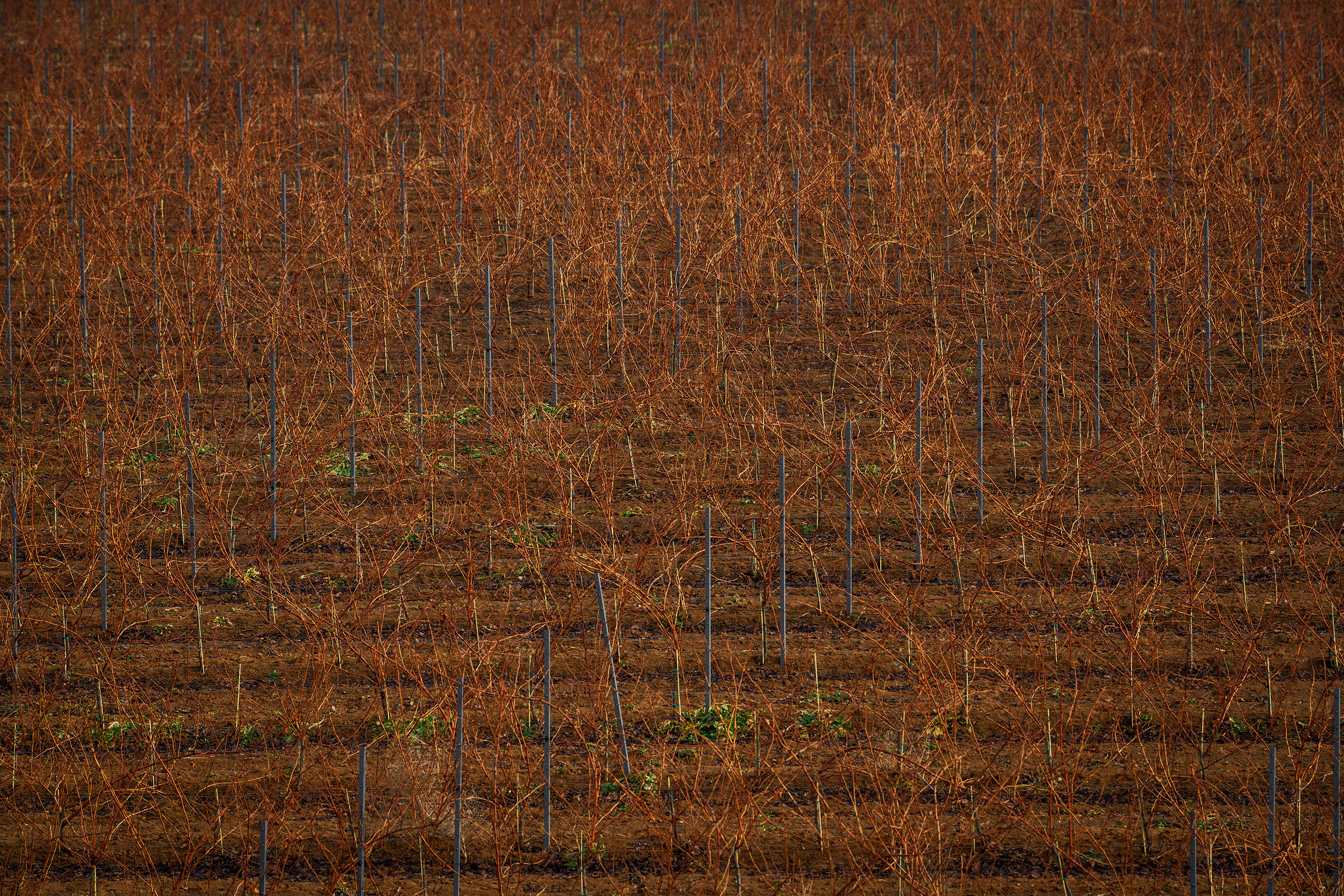 Текстура, фон - ровные ряды виноградников