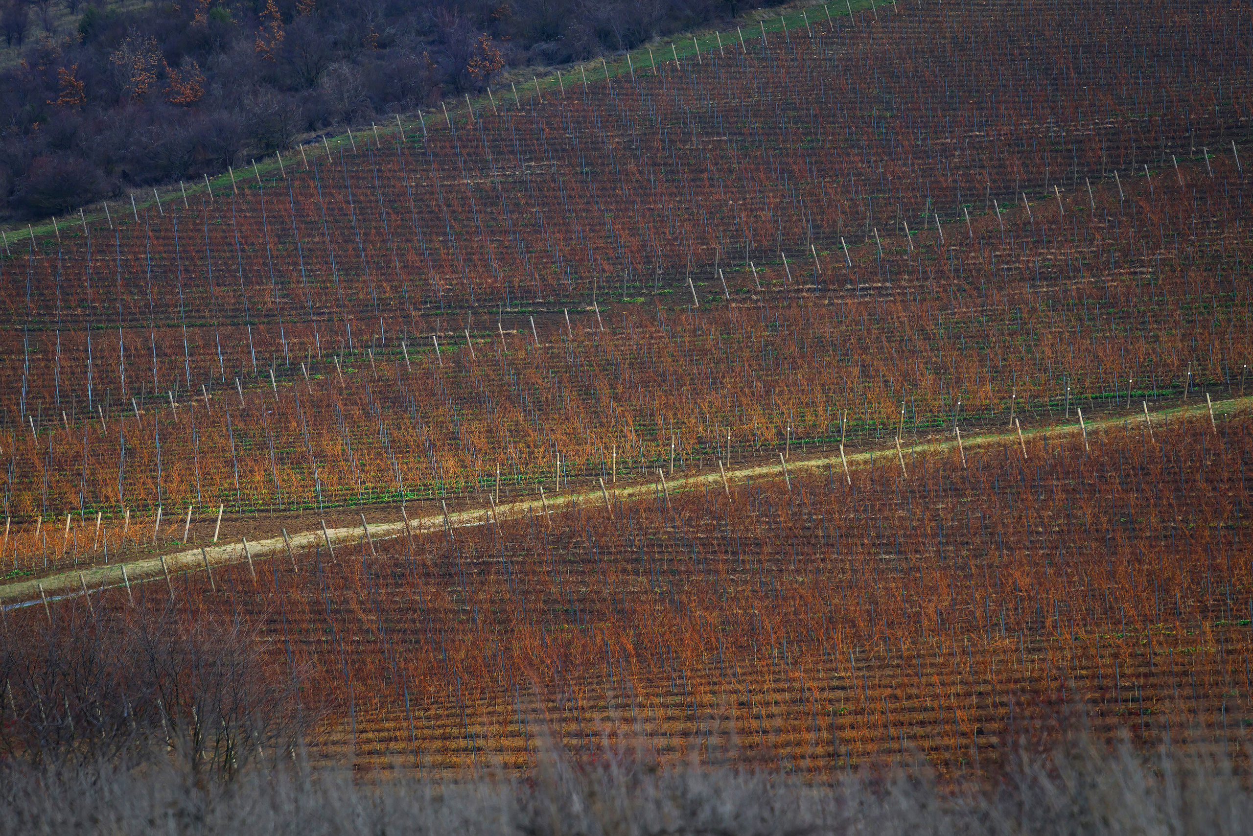 Текстура, фон - ровные ряды виноградников