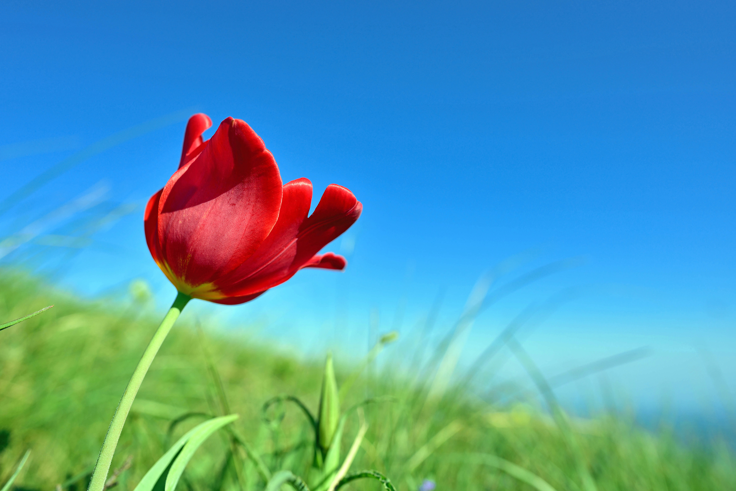 Цветущий красный тюльпан, крупным планом, в поле