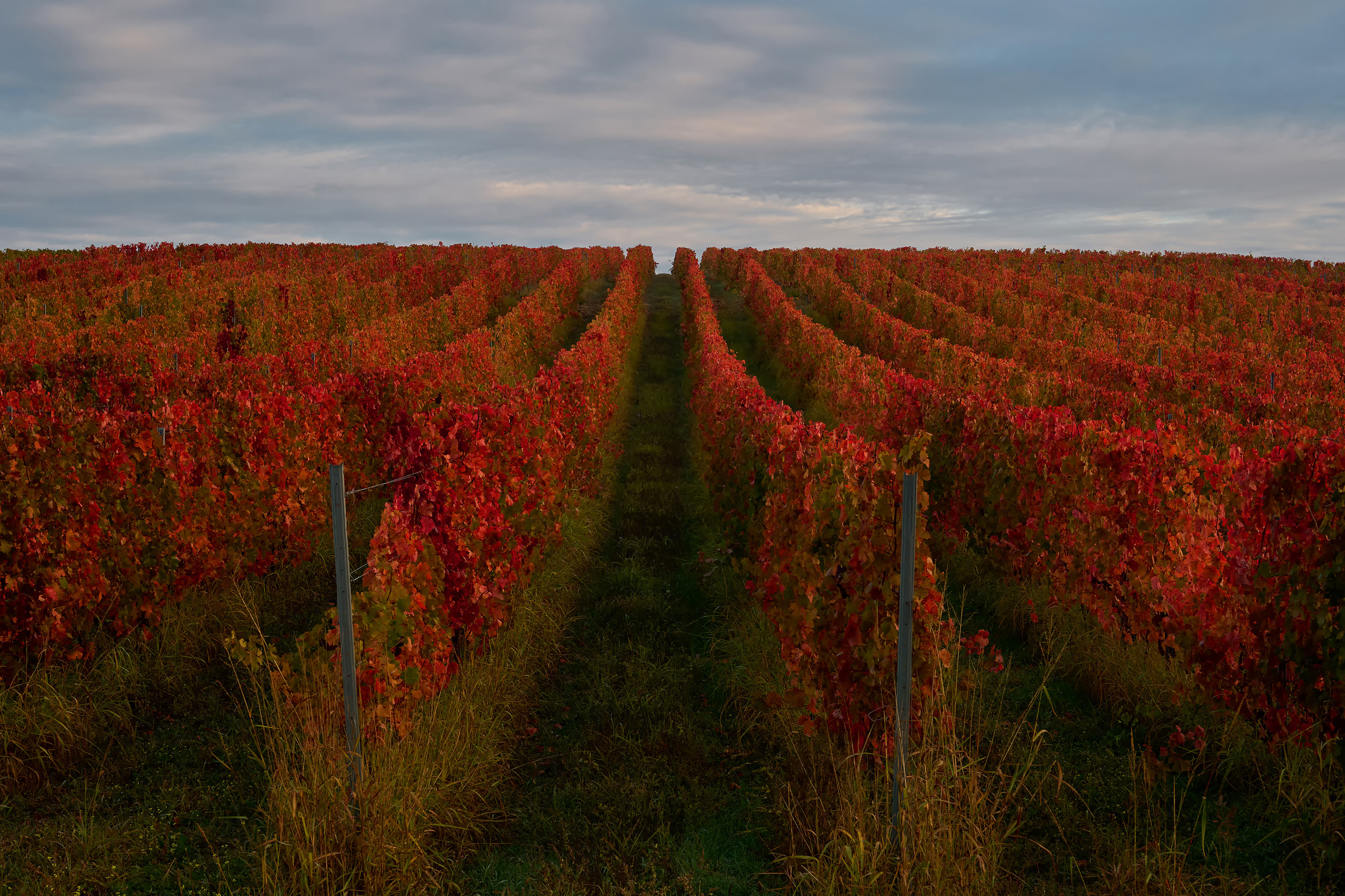 Красный осенний виноградник