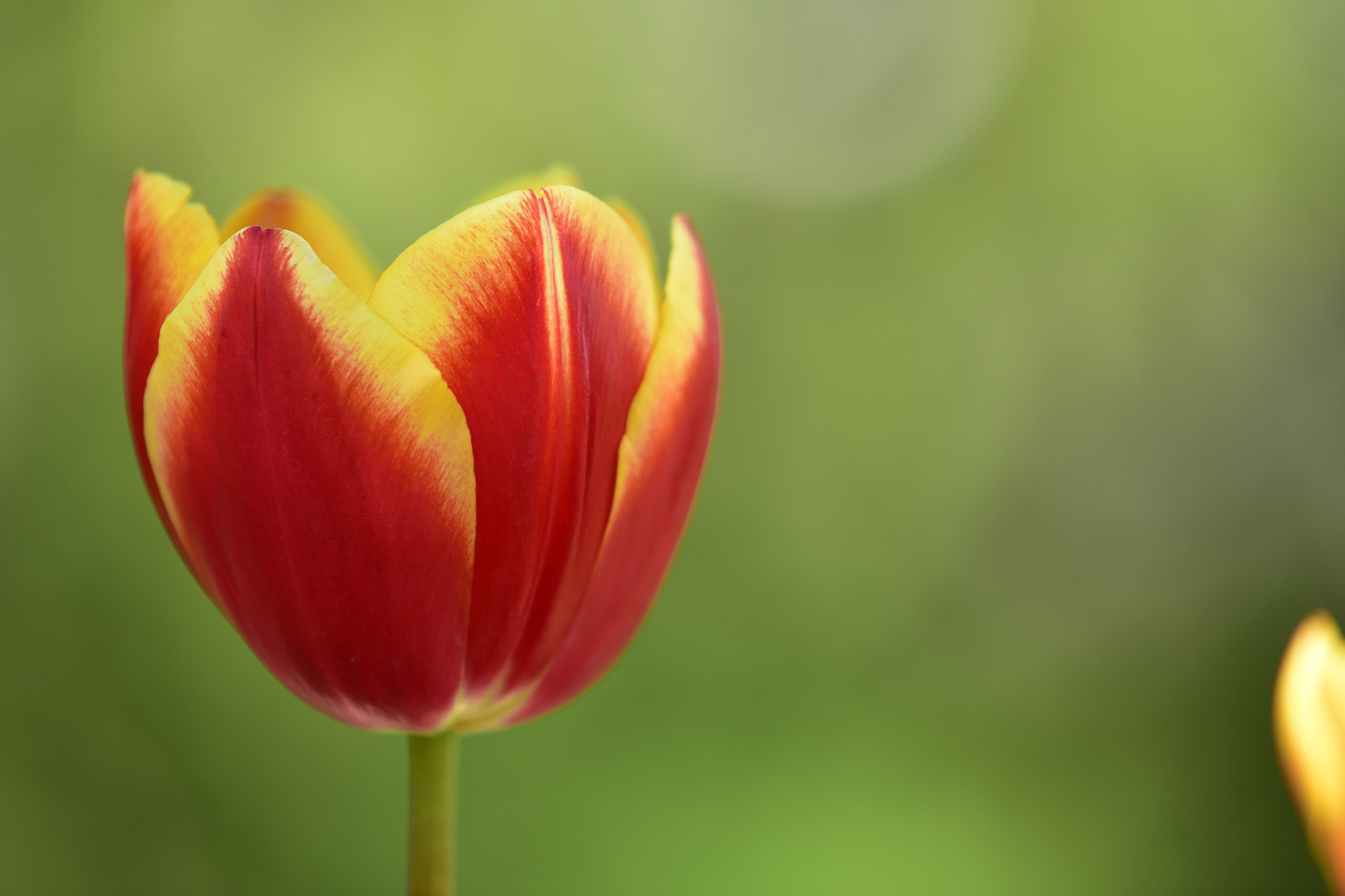 Цветущий красный тюльпан, крупным планом