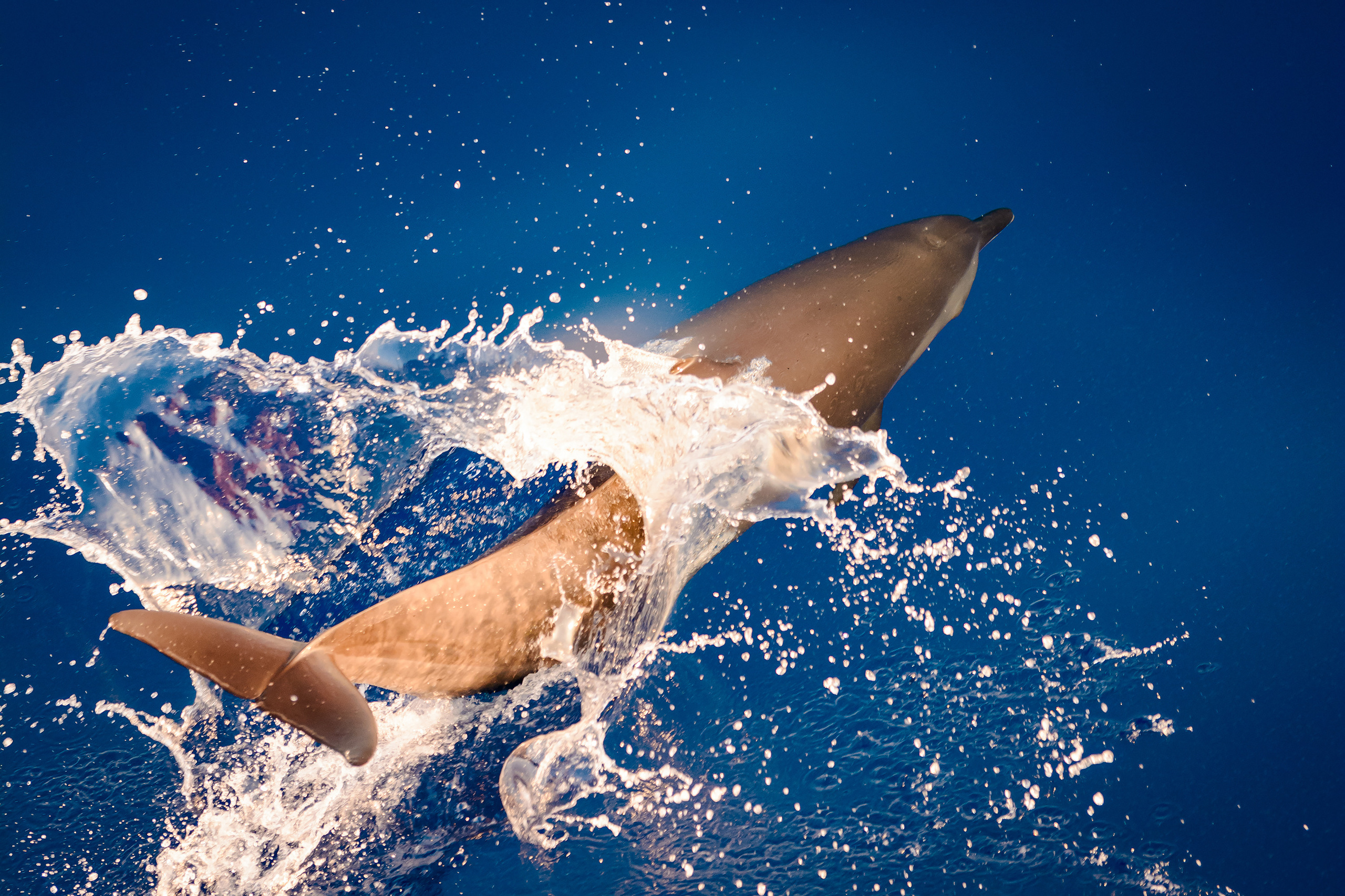 Хвост дельфина прыгнувшего в воду
