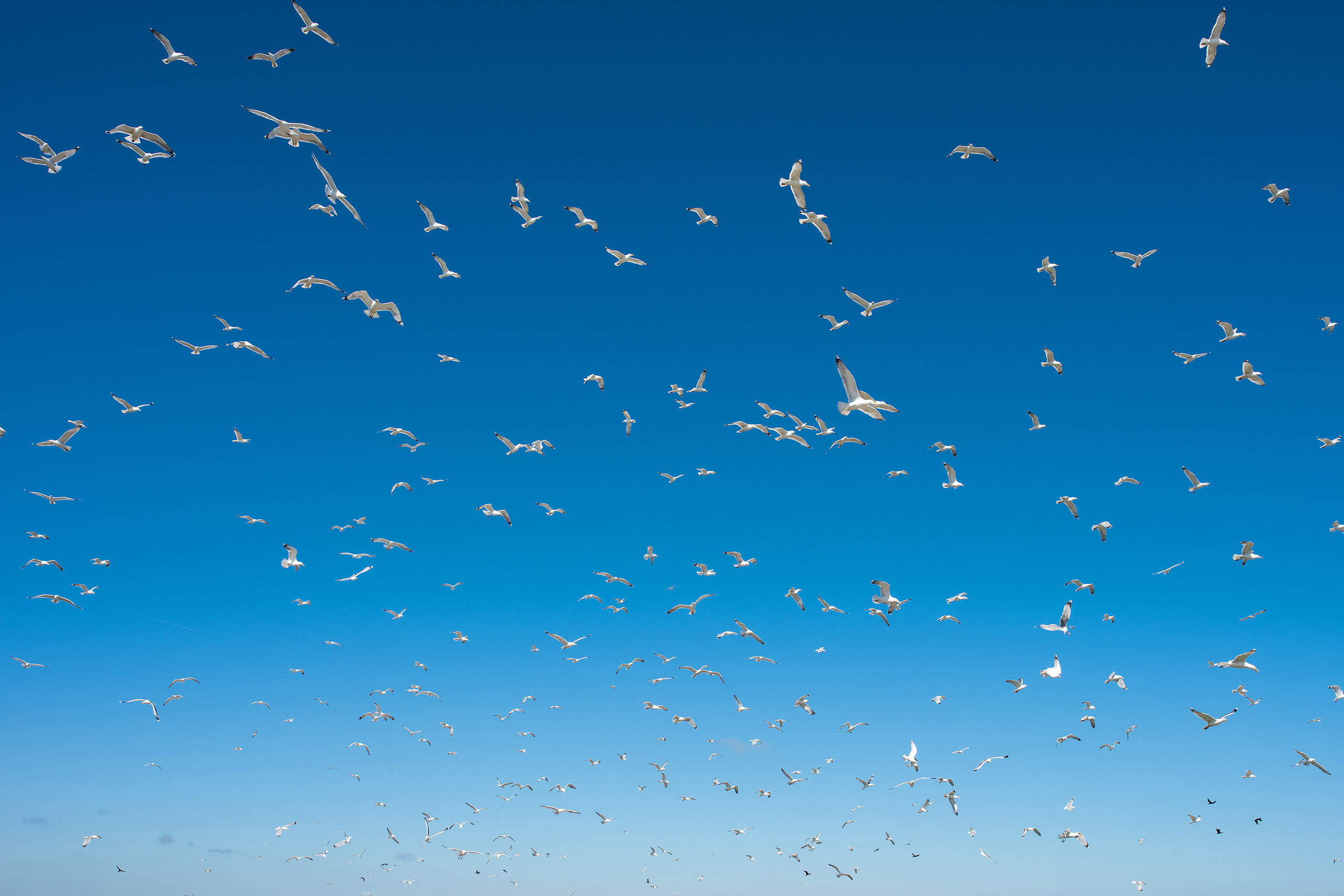Текстура, фон - белые птицы в голубом небе