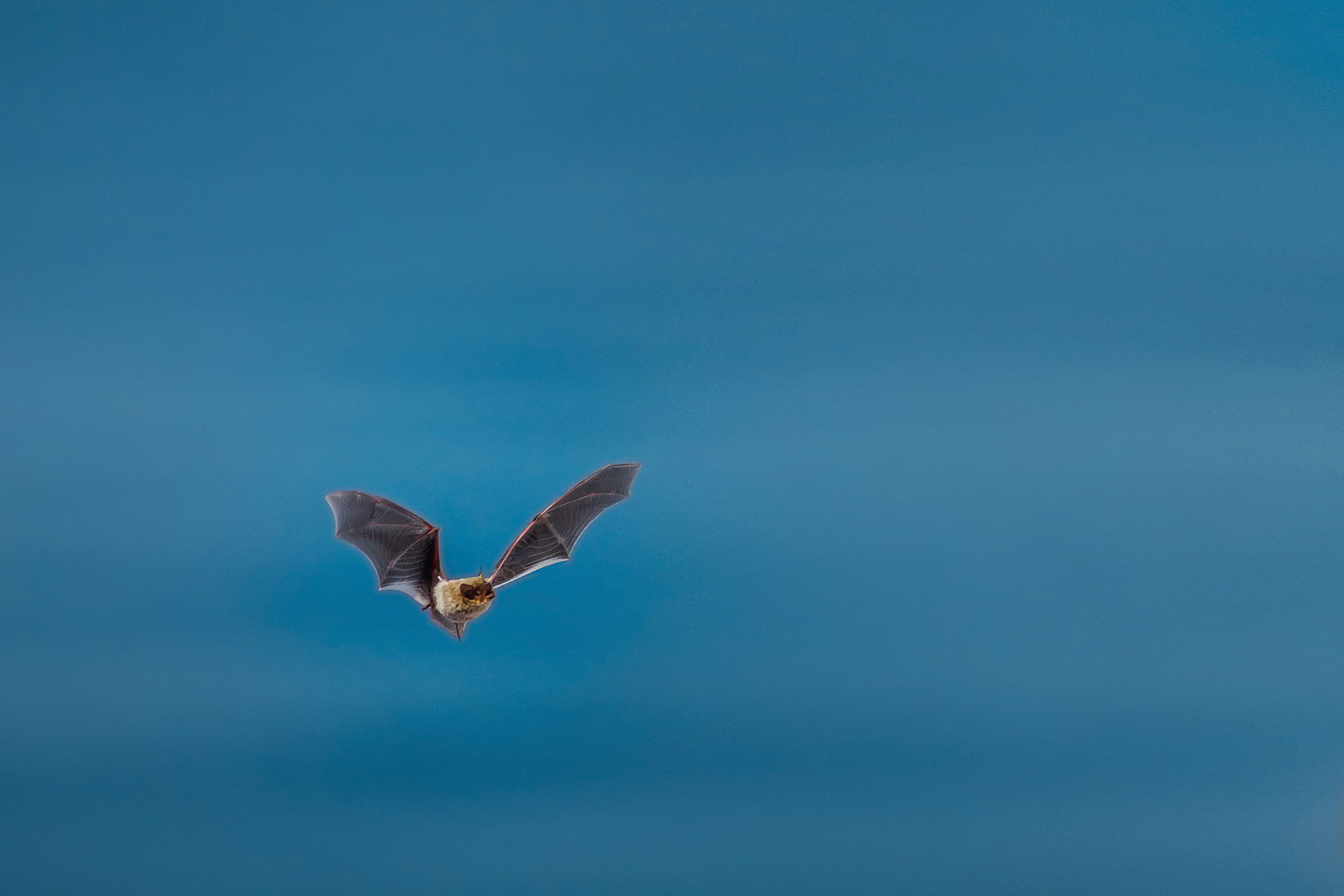 Летучая мышь летит на фоне неба