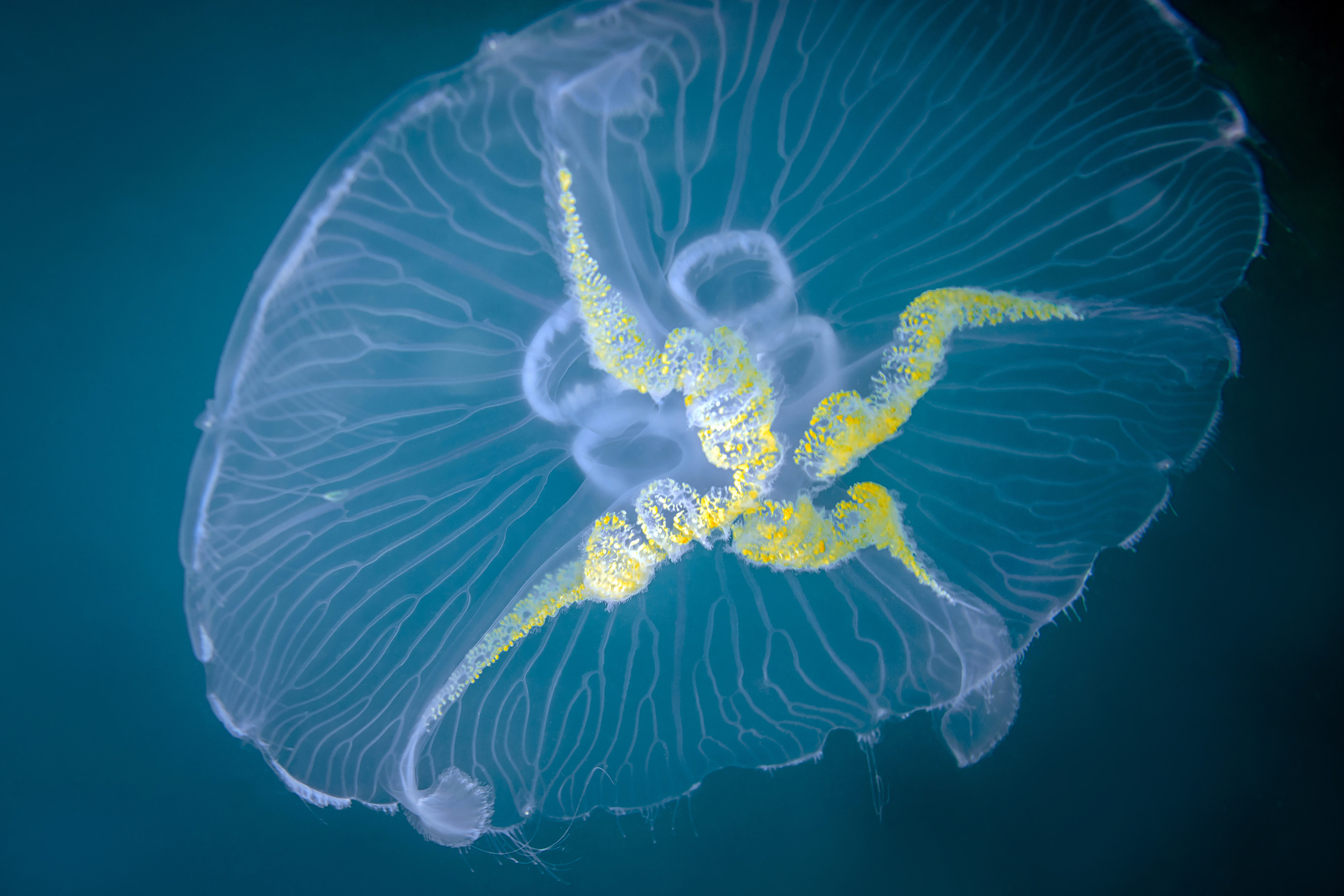 Медуза - подводная фотосъемка