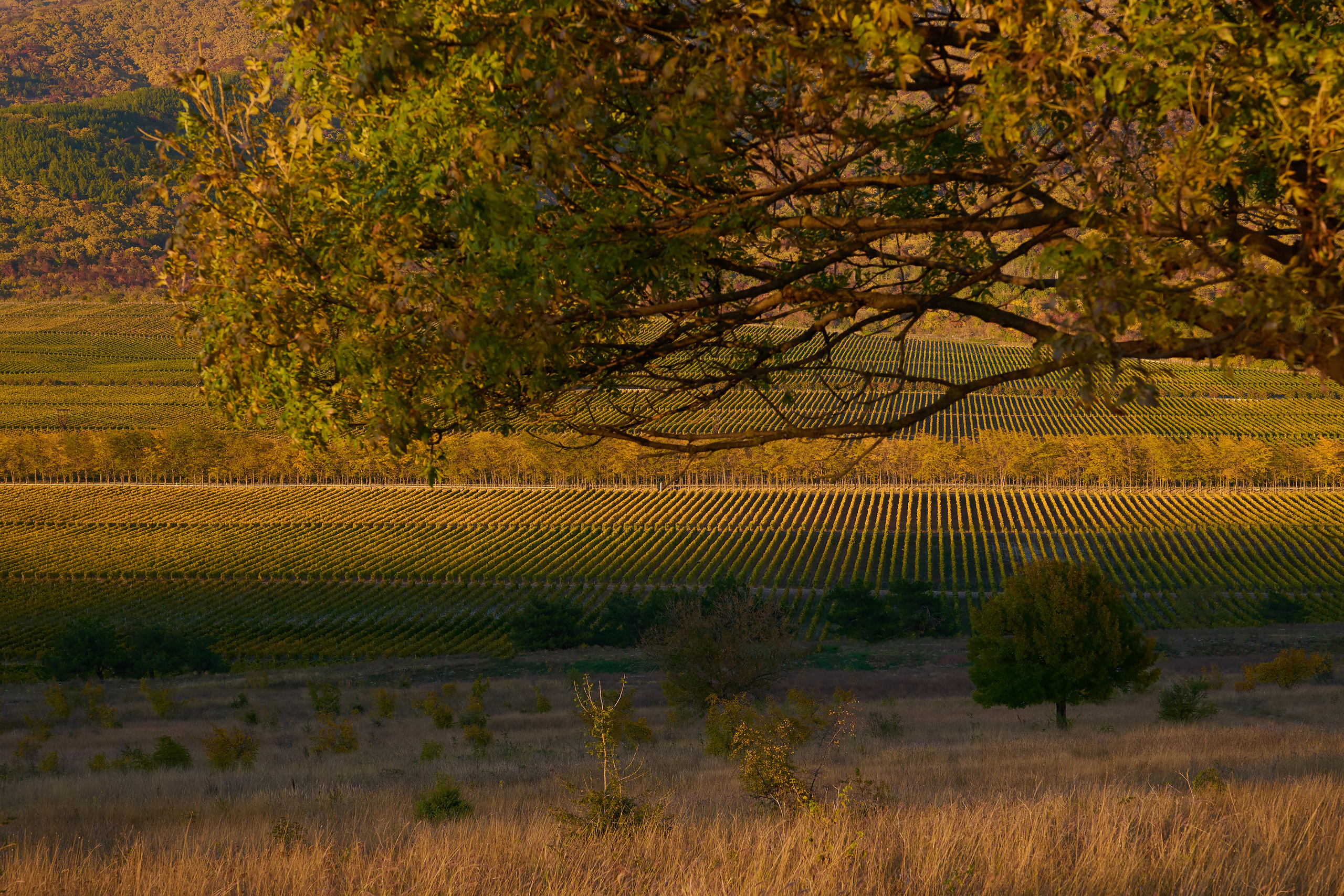 Осенний виноградник в лучах заката