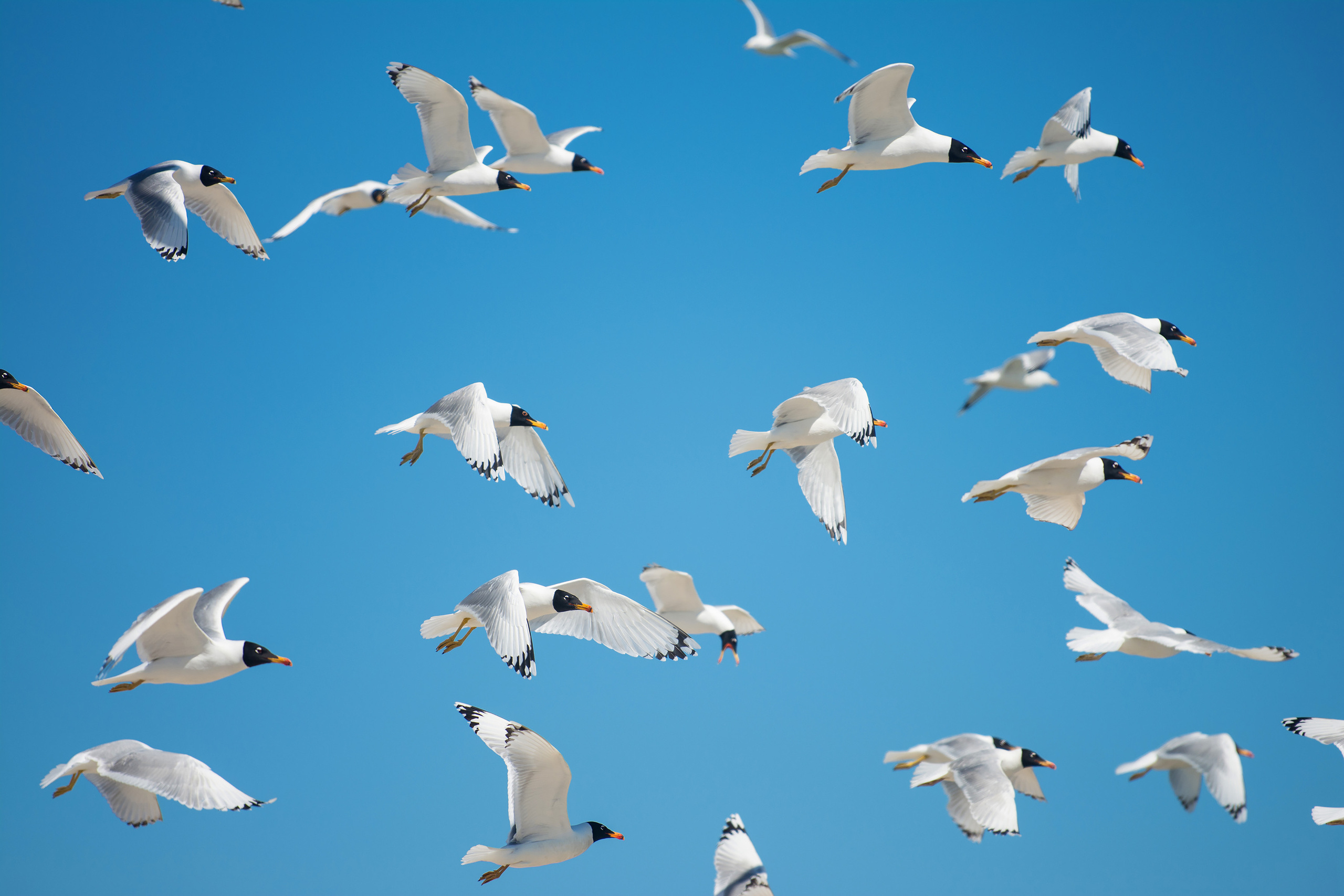 Текстура, фон - белые птицы в голубом небе