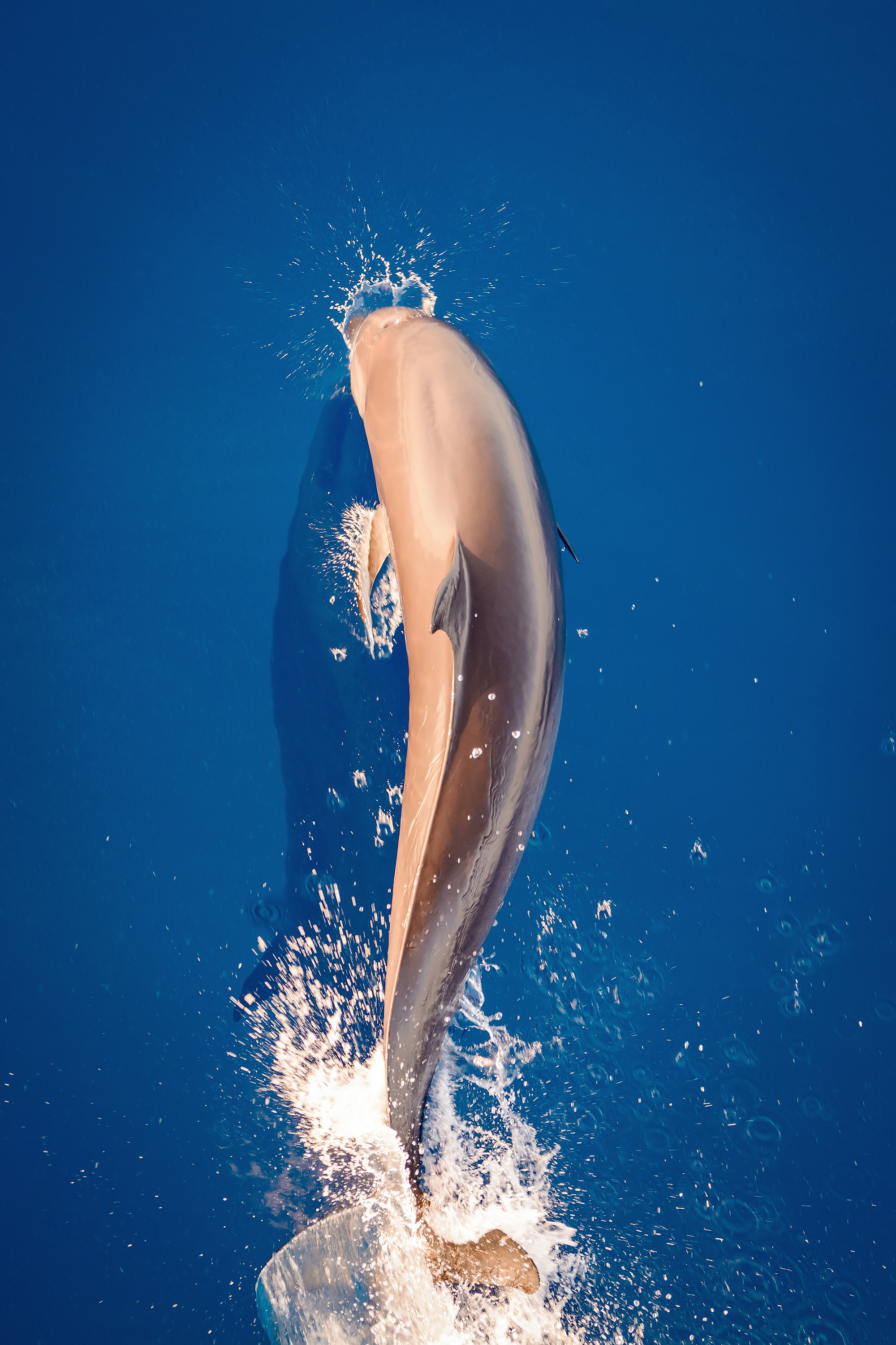 Дельфин прыгает над водой