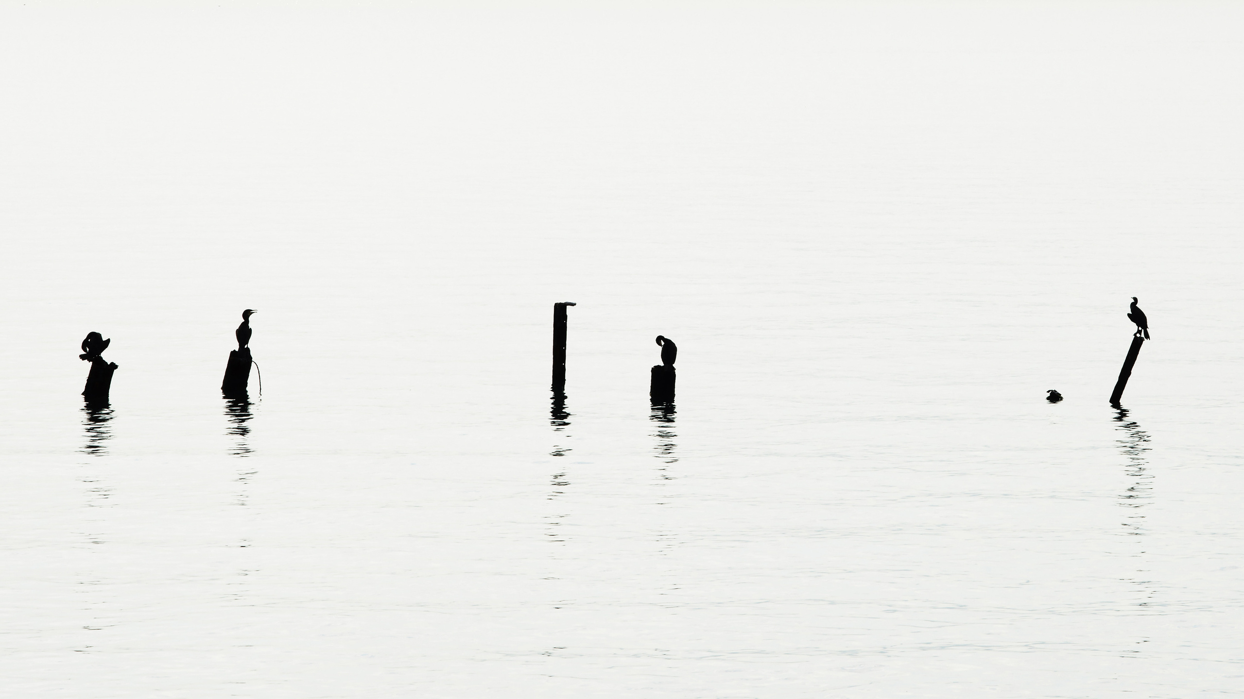 Картина, фотография на холсте - морские птицы сидят га обломках причала, чб, чернобелая фотография