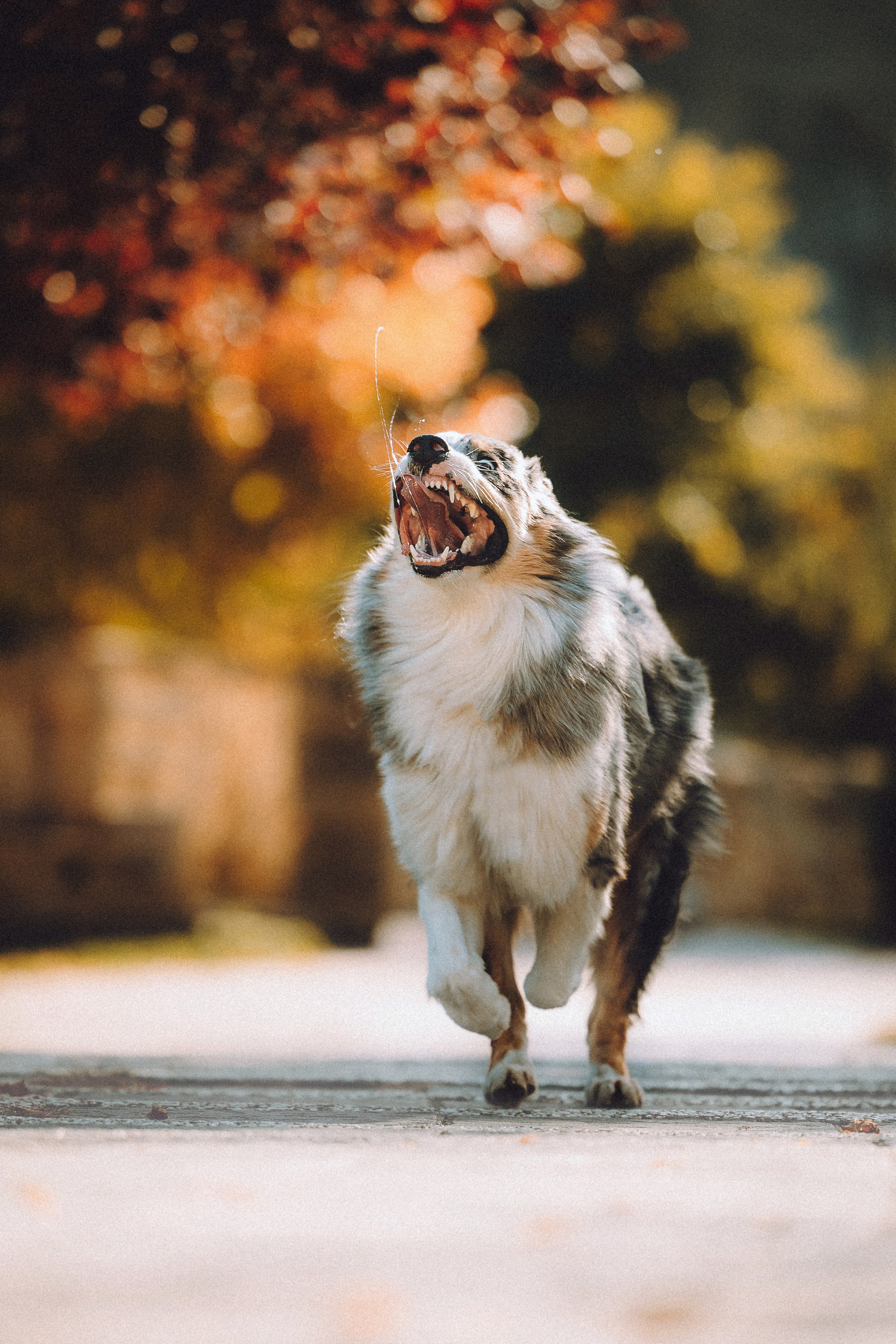 Саша, Рома и Один