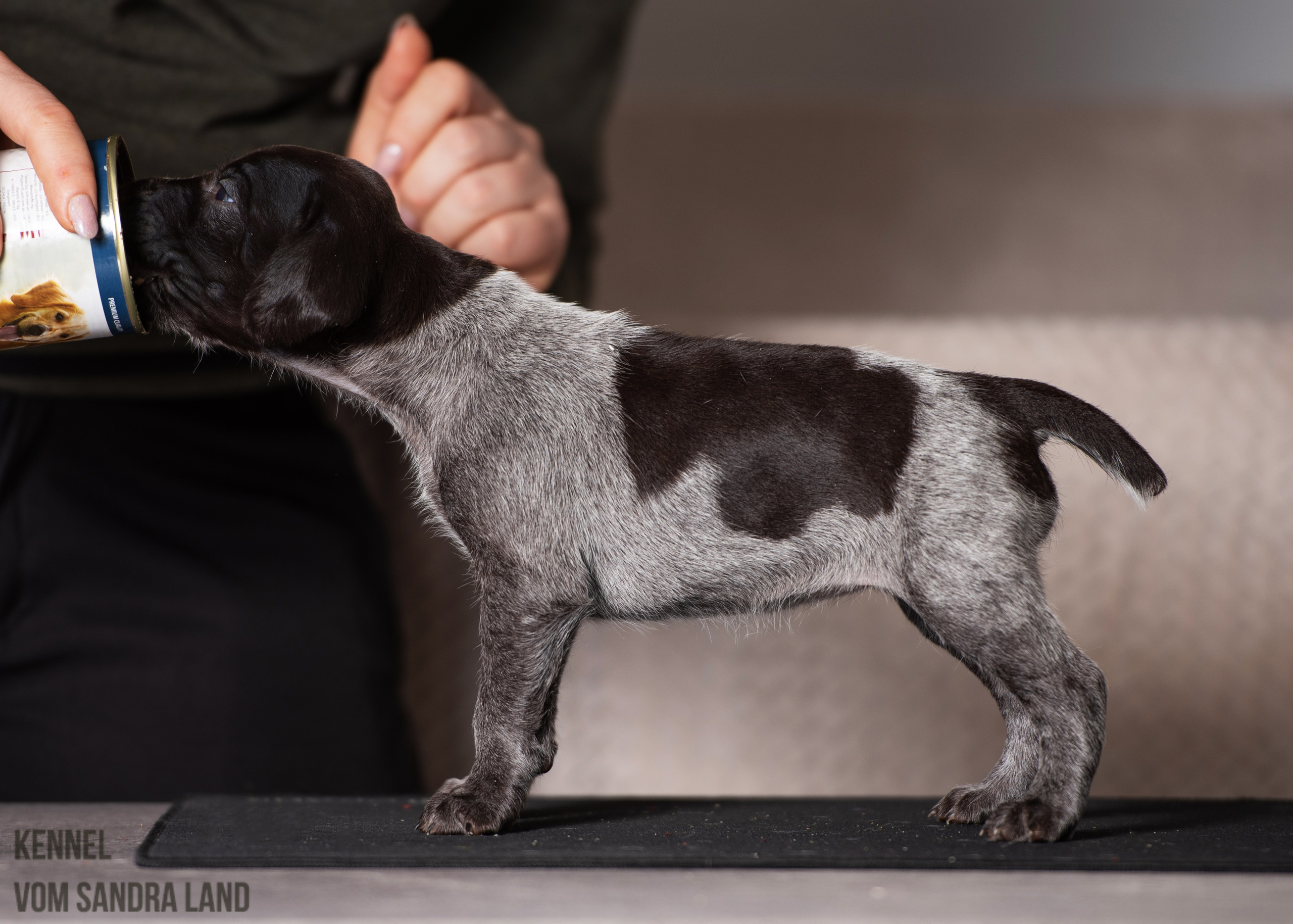 Венера вом Сандра Лэнд, Venera vom Sandra Land