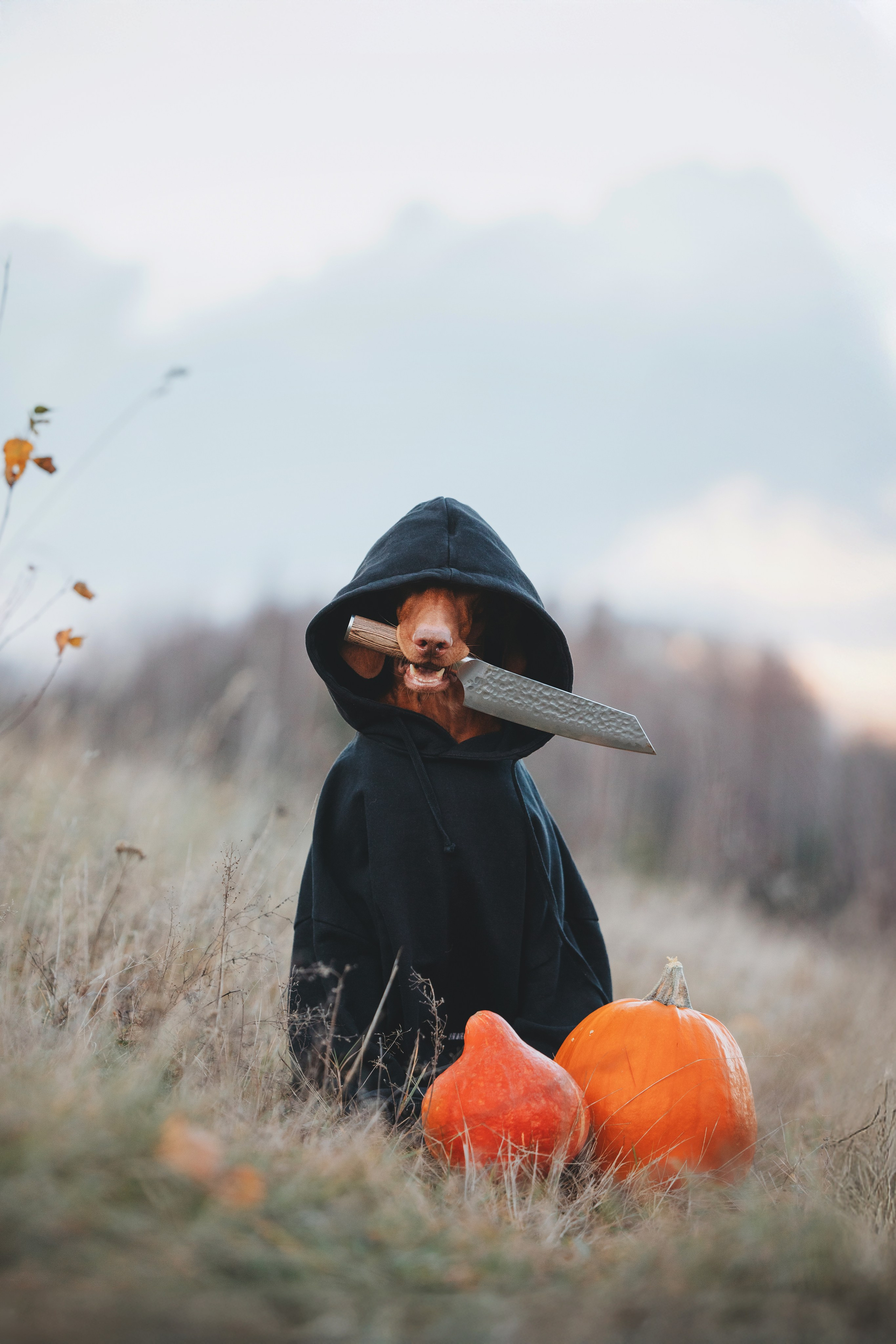 Трисс. Фотограф анималист Осипчикова Мария