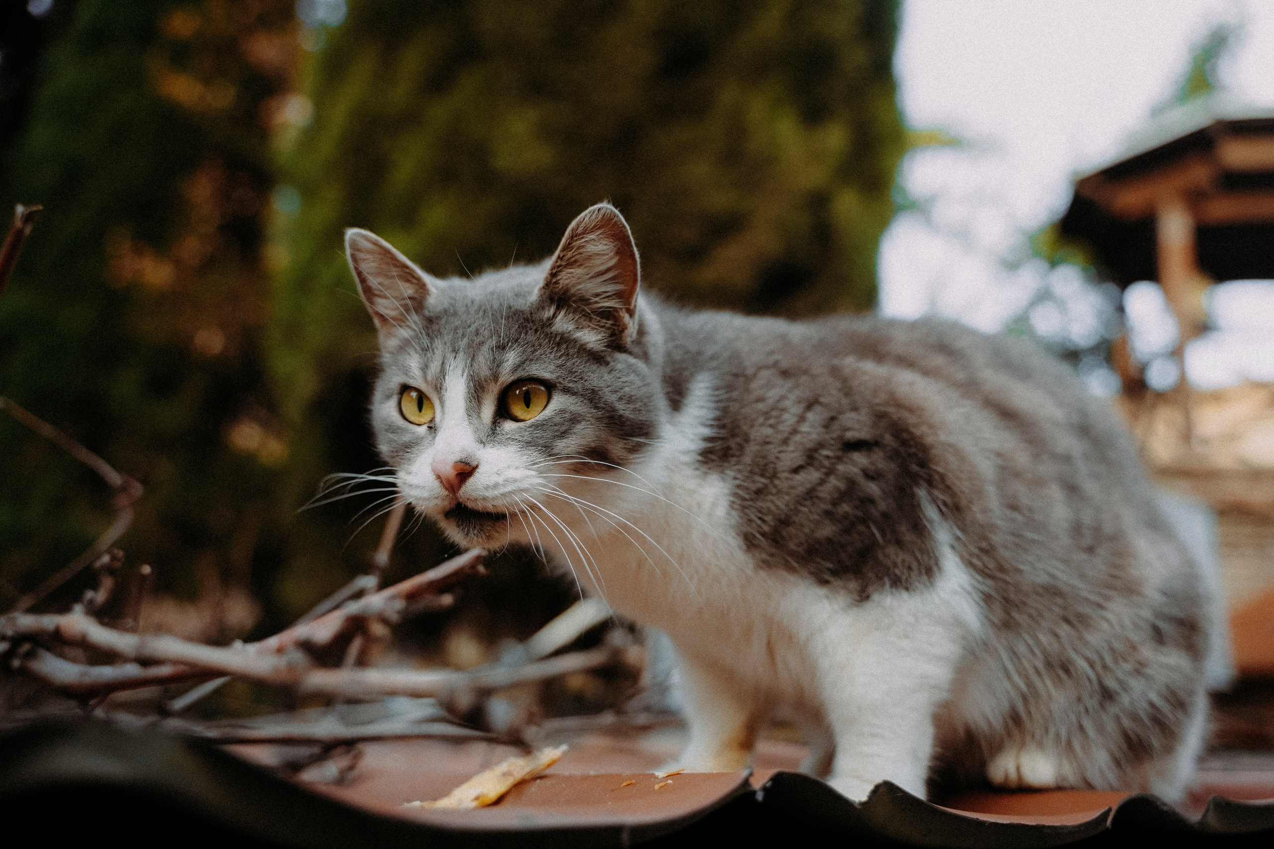 ТБИЛИСИ 2023-2024. Стрит-фотография, полная абсурда, идиотизма и красоты